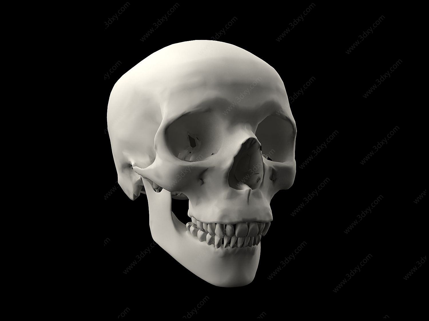 人类头骨骷髅头3D模型