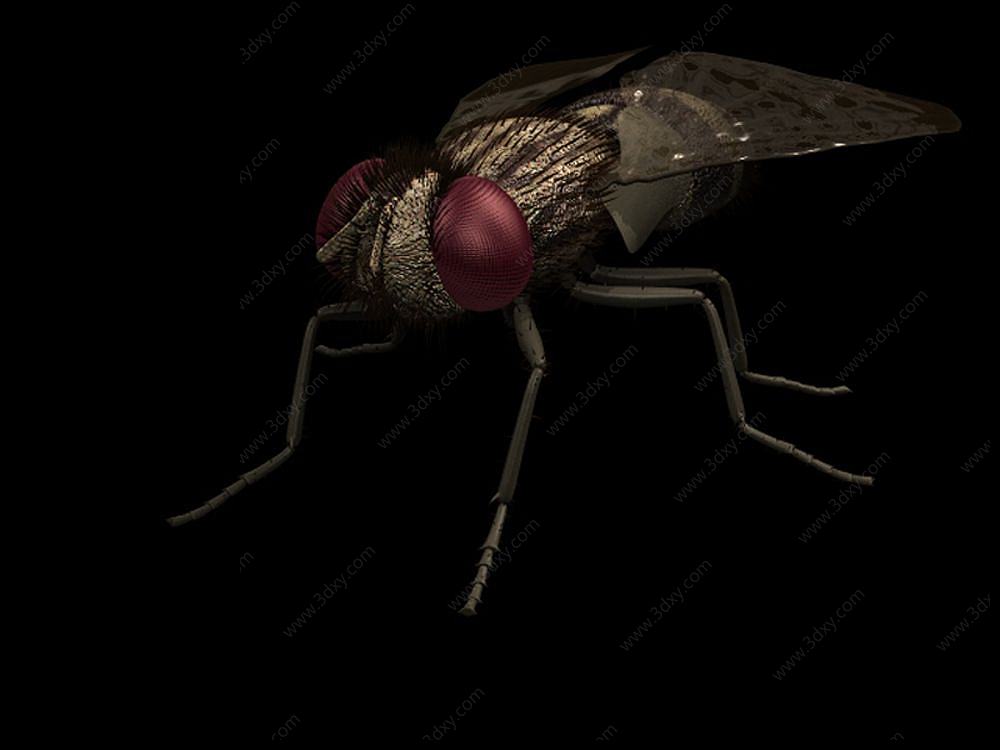 昆虫苍蝇3D模型
