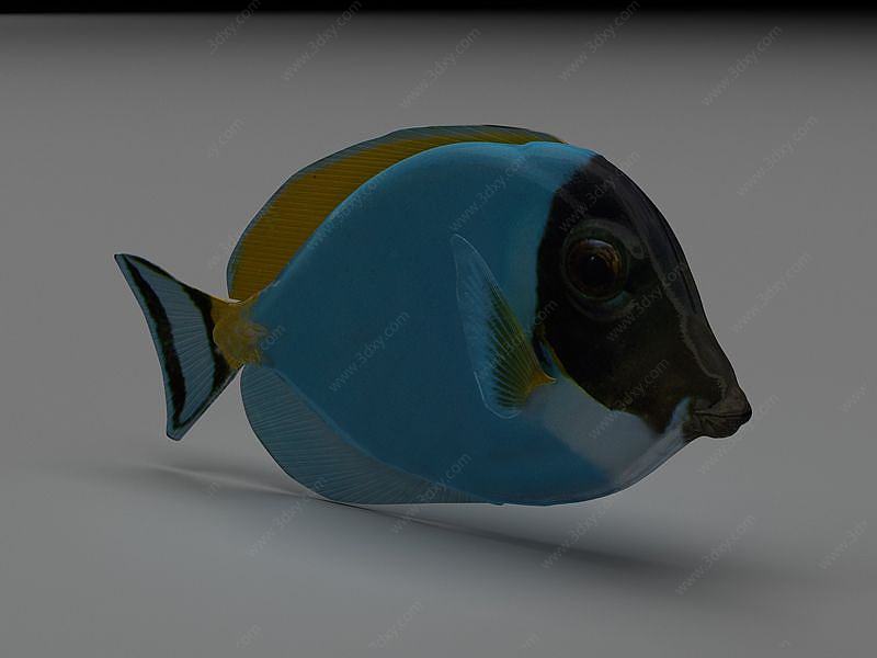 五彩鱼3D模型