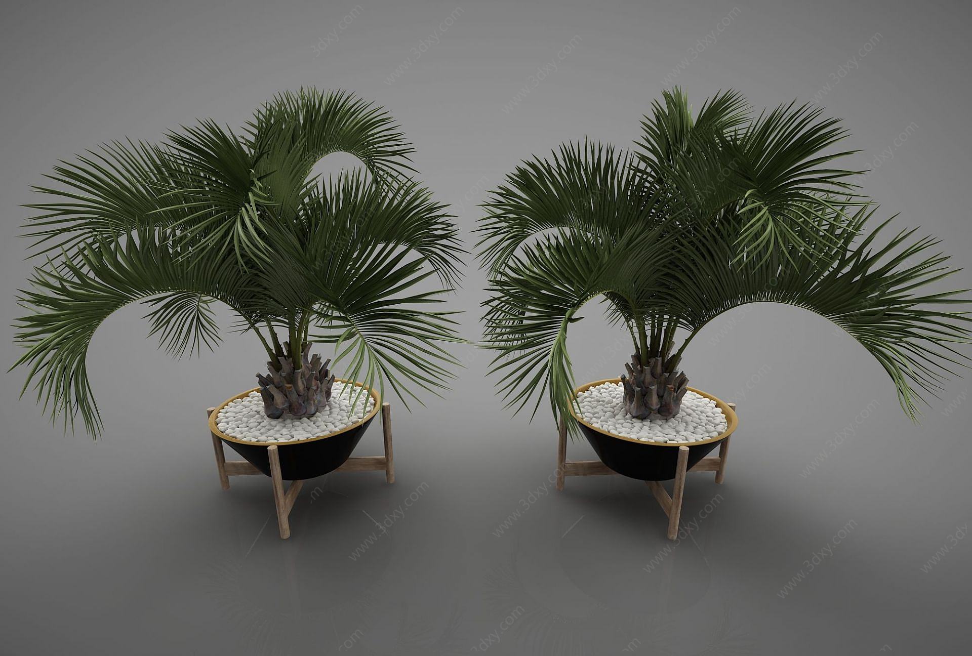 富贵椰子盆栽3D模型