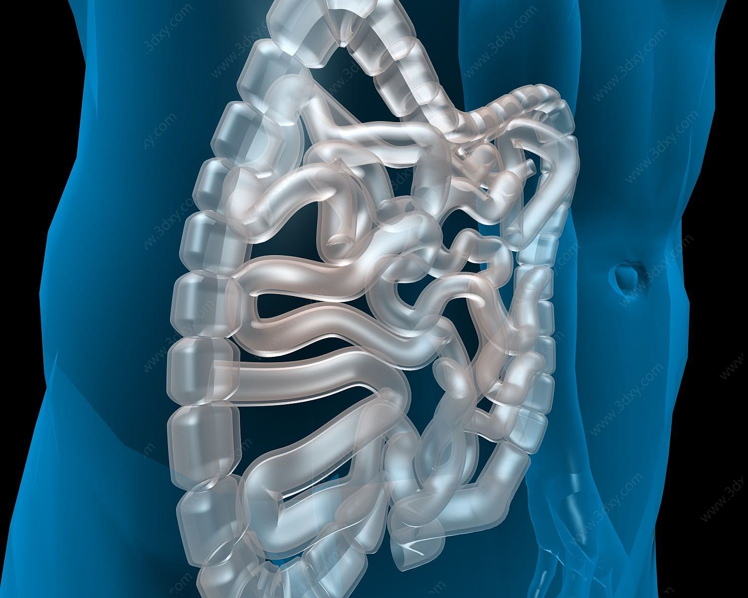 大肠3D模型