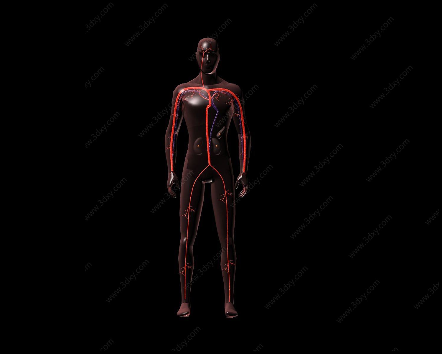 人体动静脉血管3D模型