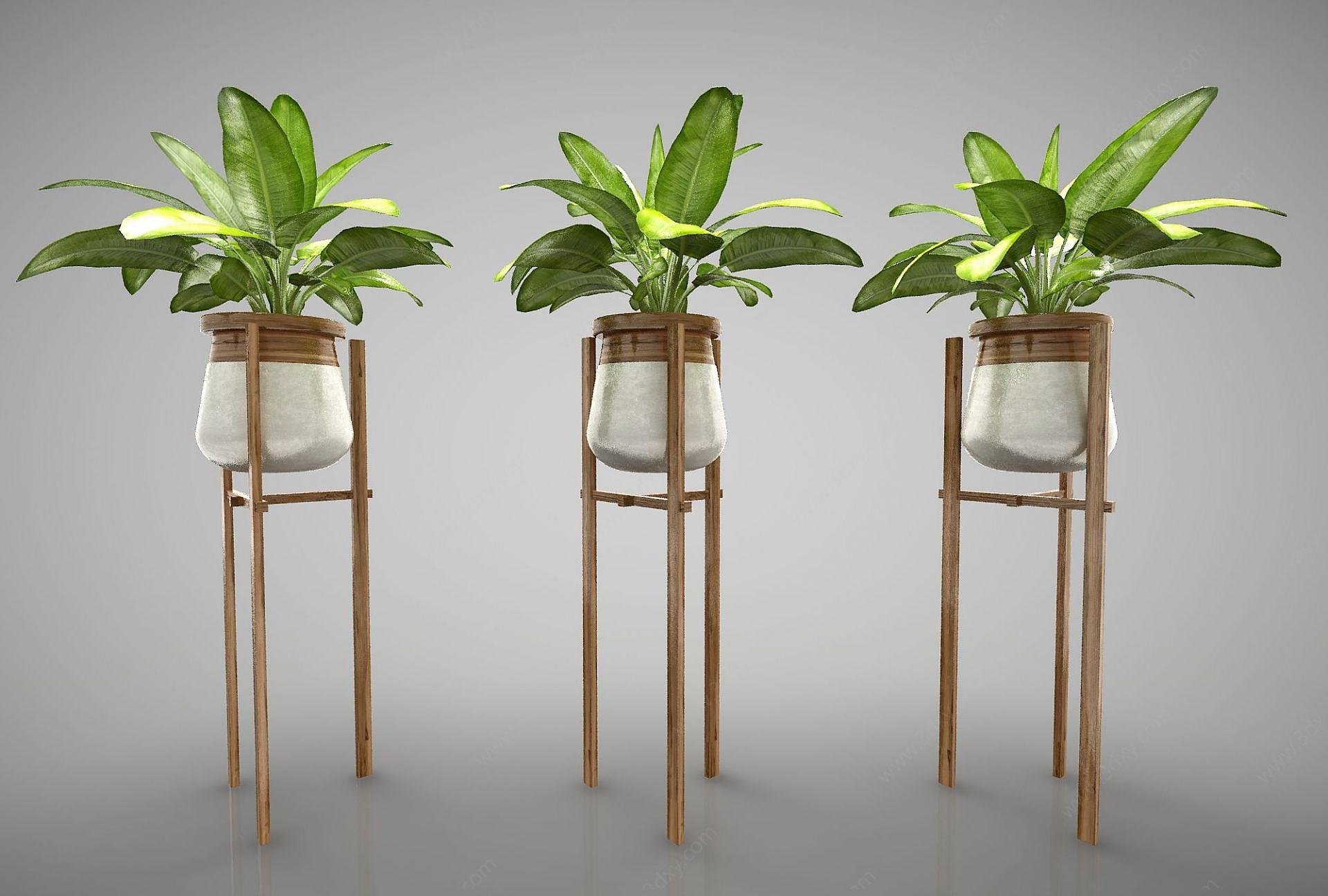 现代装饰植物3D模型