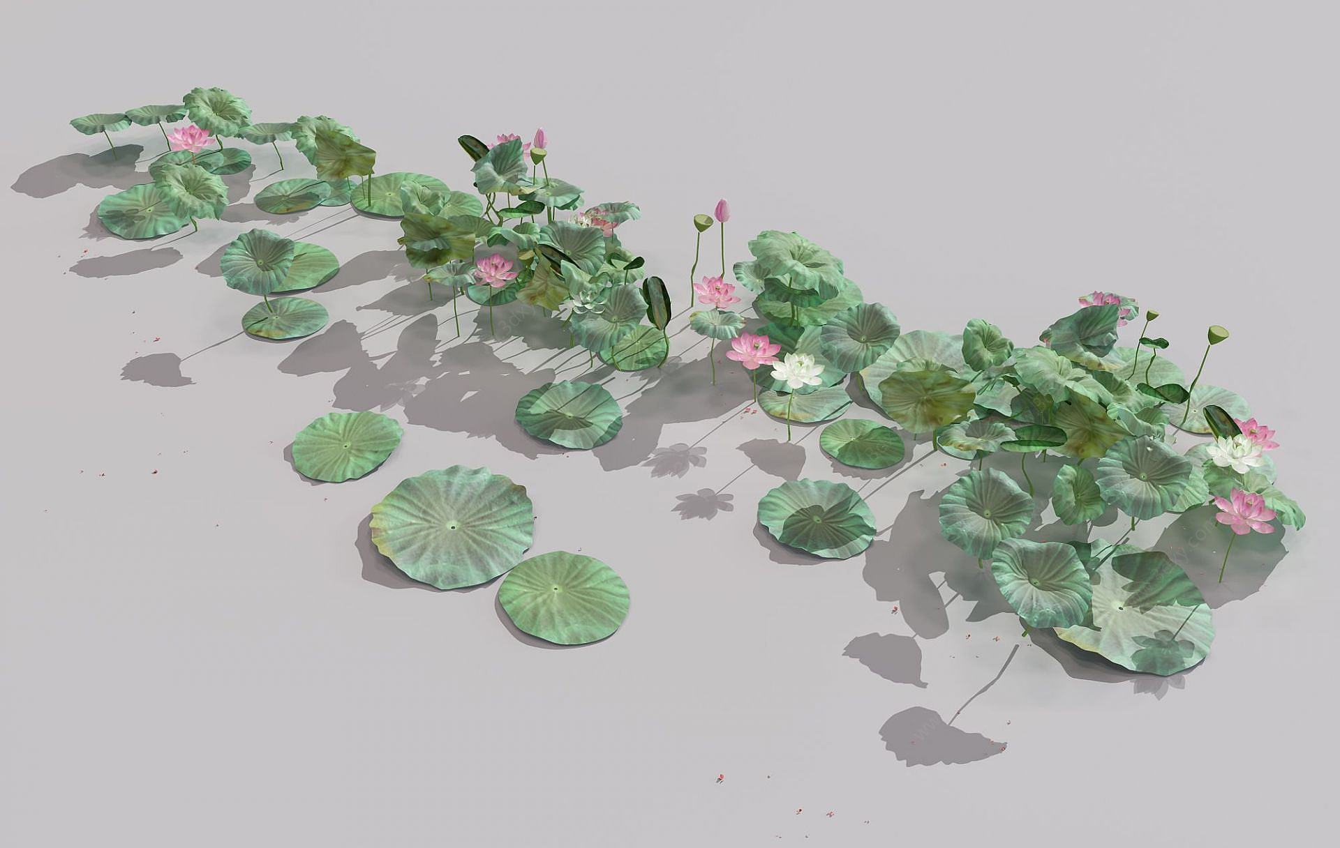 现代装饰植物荷花3D模型