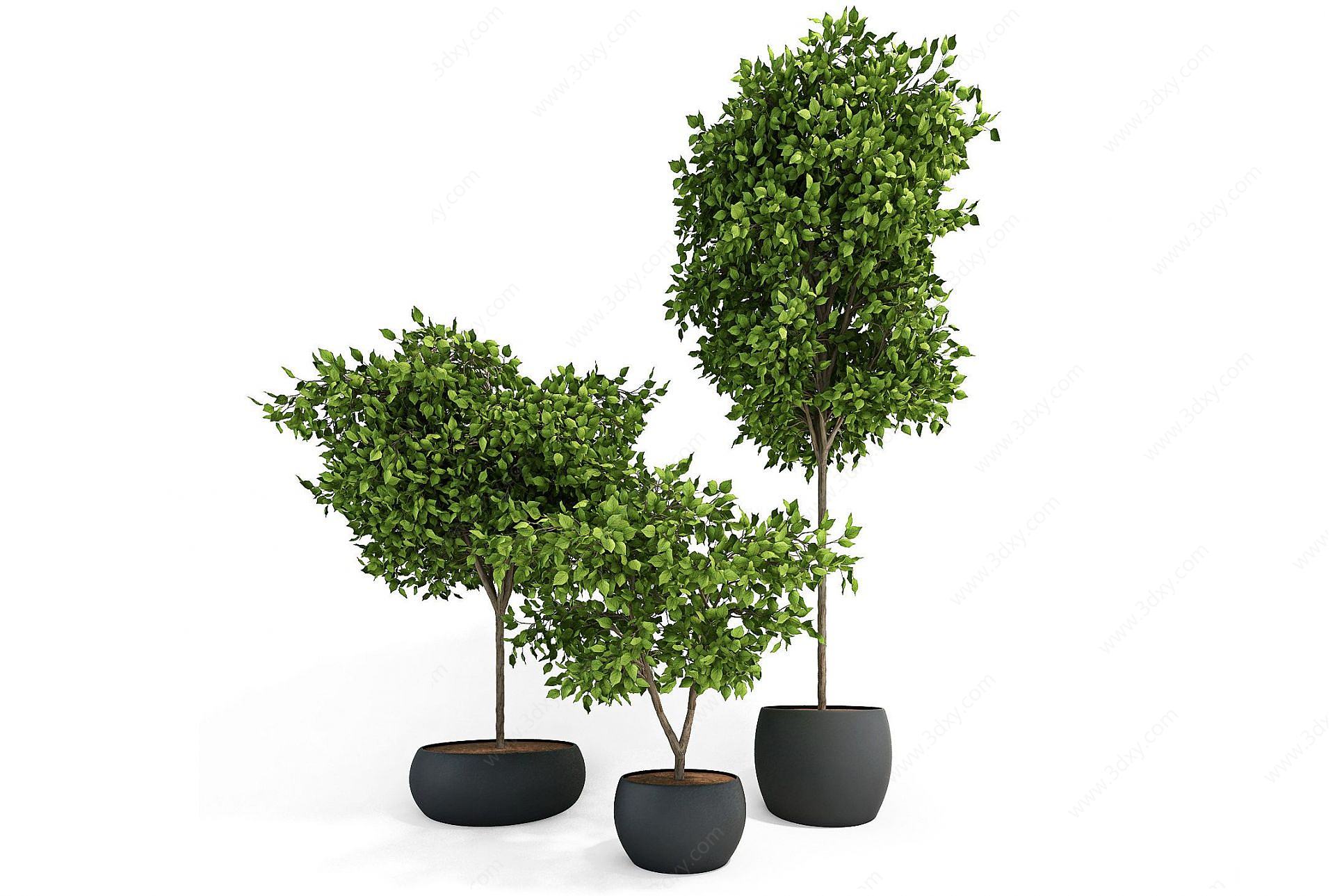 现代盆栽幸福树3D模型