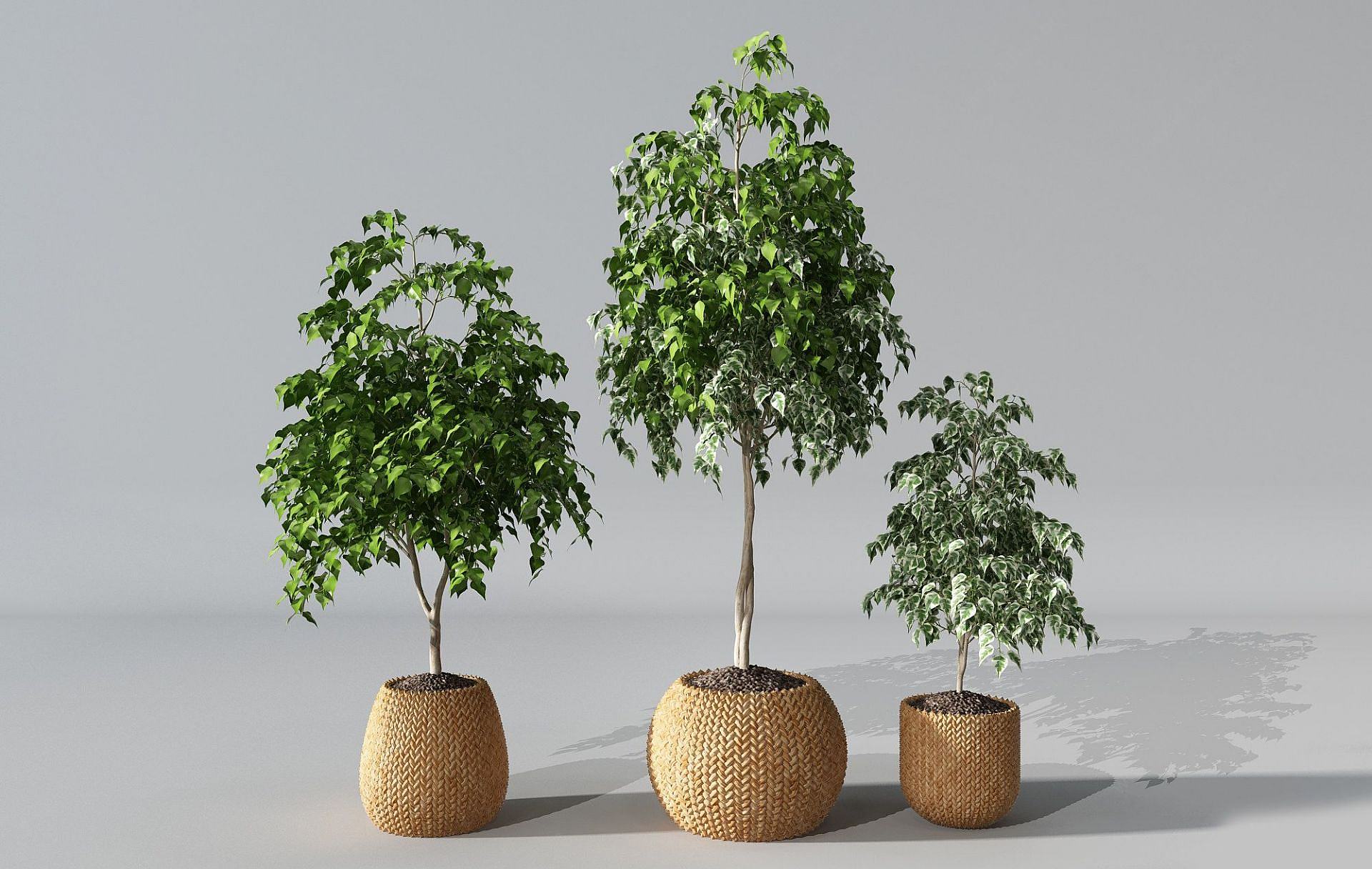 现代盆栽榕树3D模型