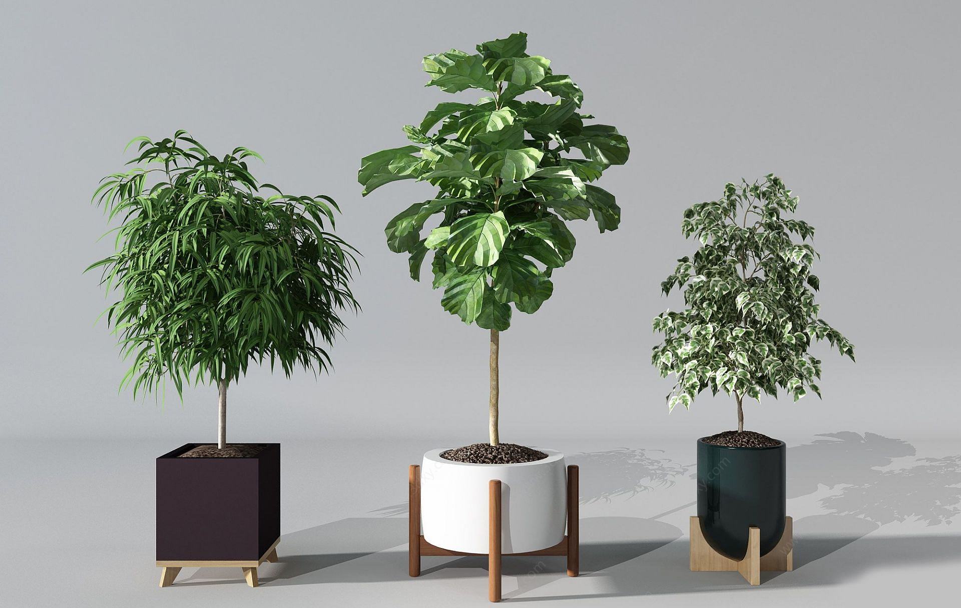 现代盆栽发财树3D模型