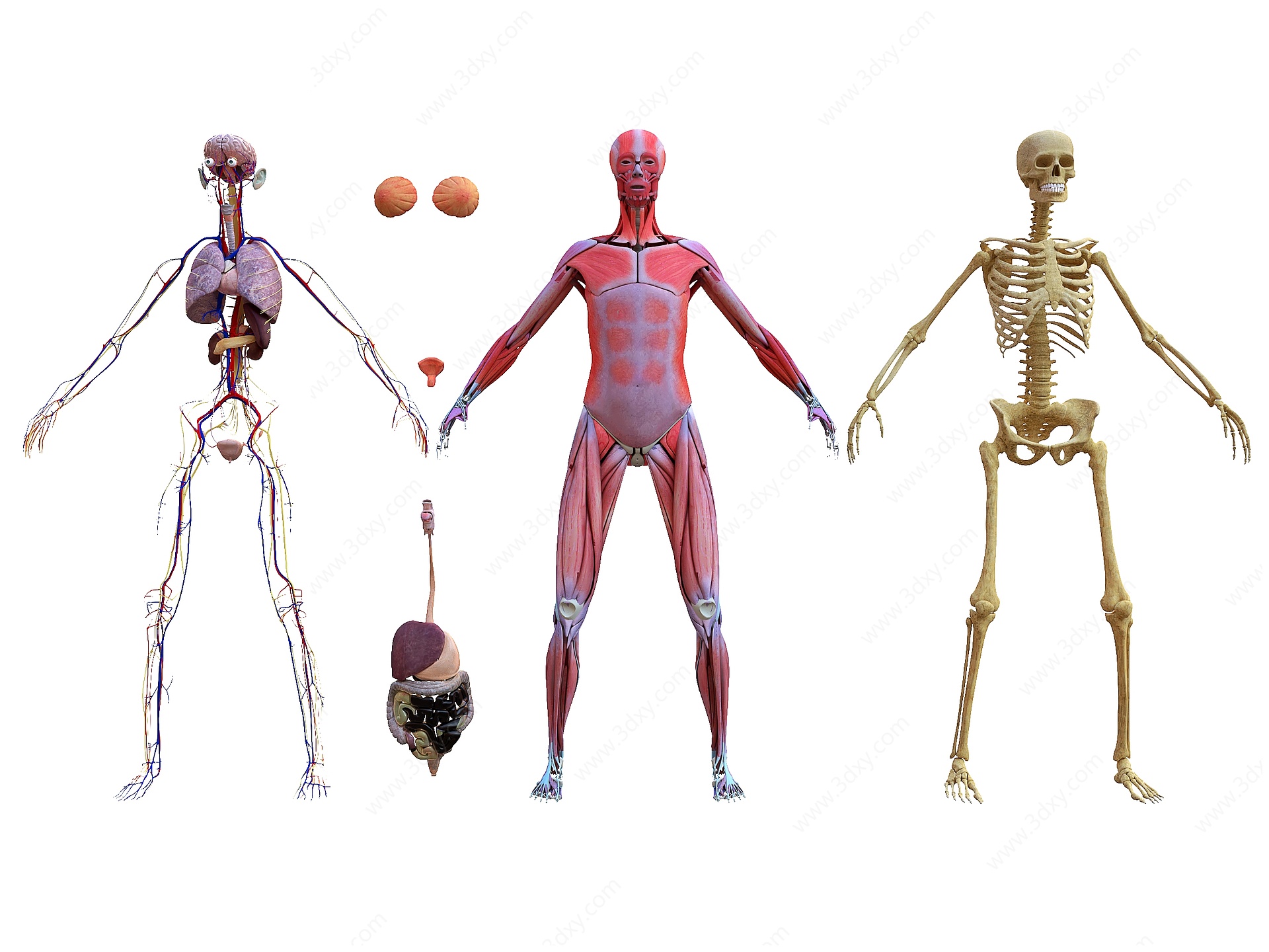 现代女性人体解剖结构3D模型