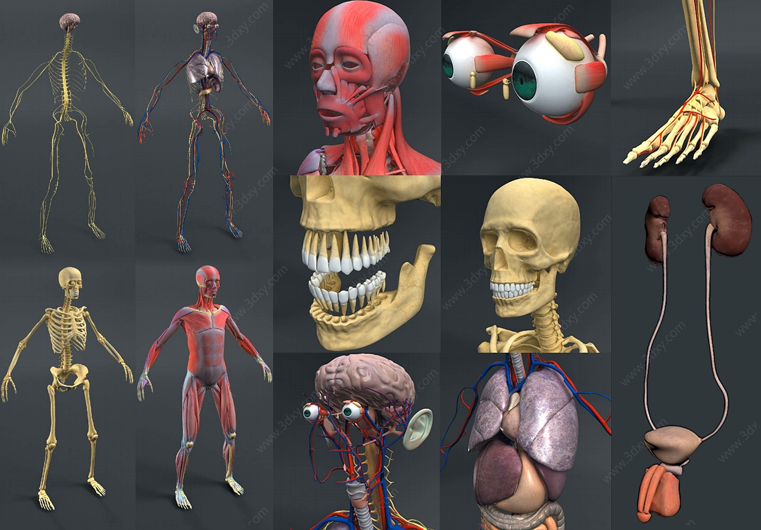 现代男性人体解剖结构3D模型