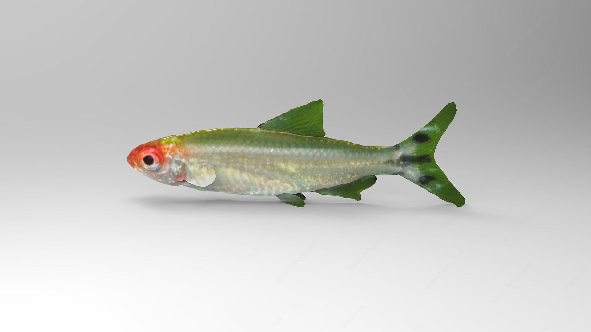 鲤鱼3D模型