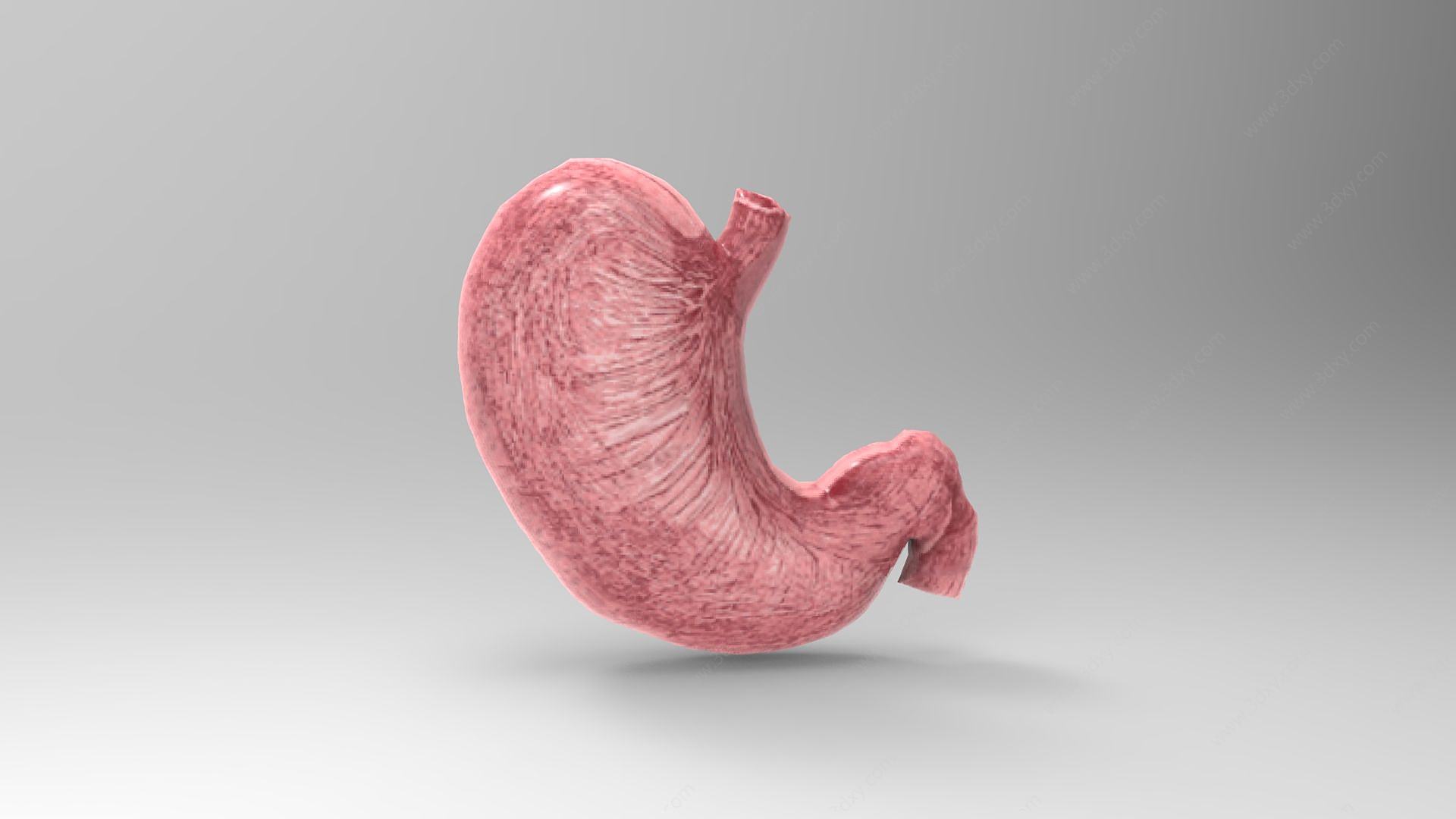 胃结构3D模型
