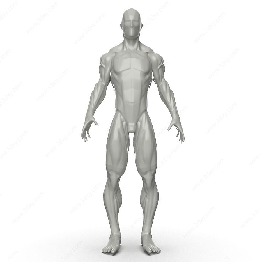 人体肌肉3D模型