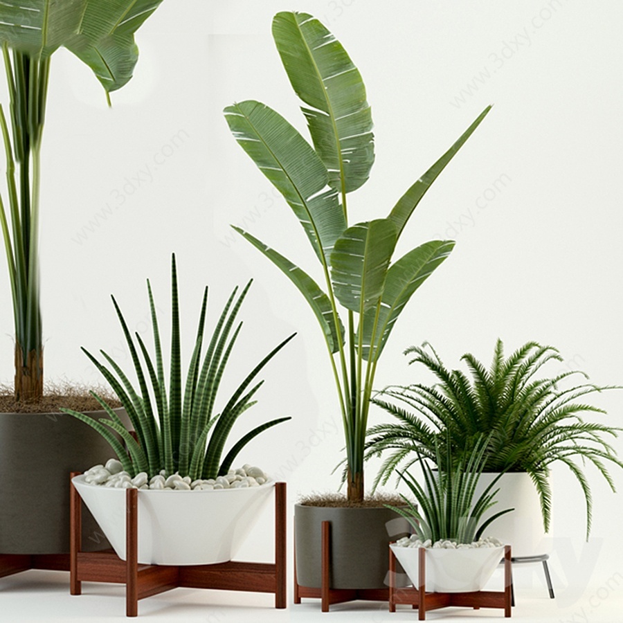 室内植物盆栽组合3D模型