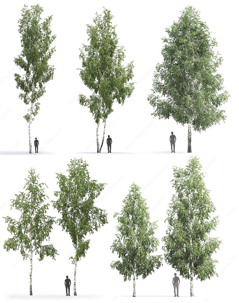 现代植物杨树白桦树3D模型