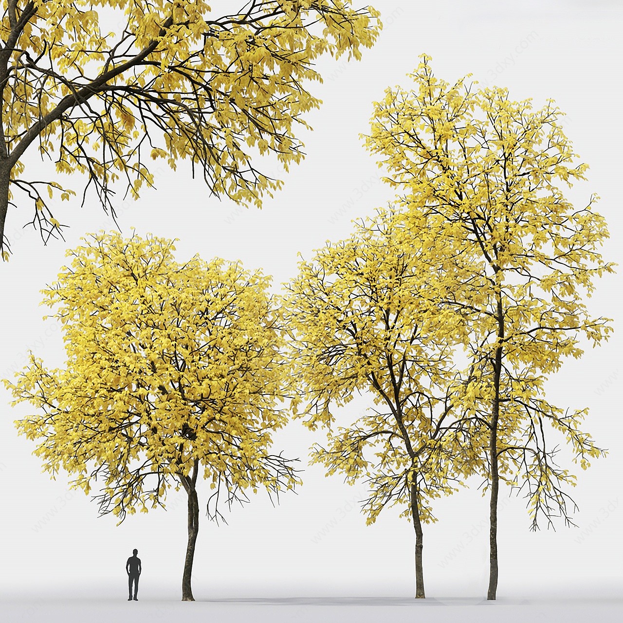 秋天白蜡树梣树3D模型