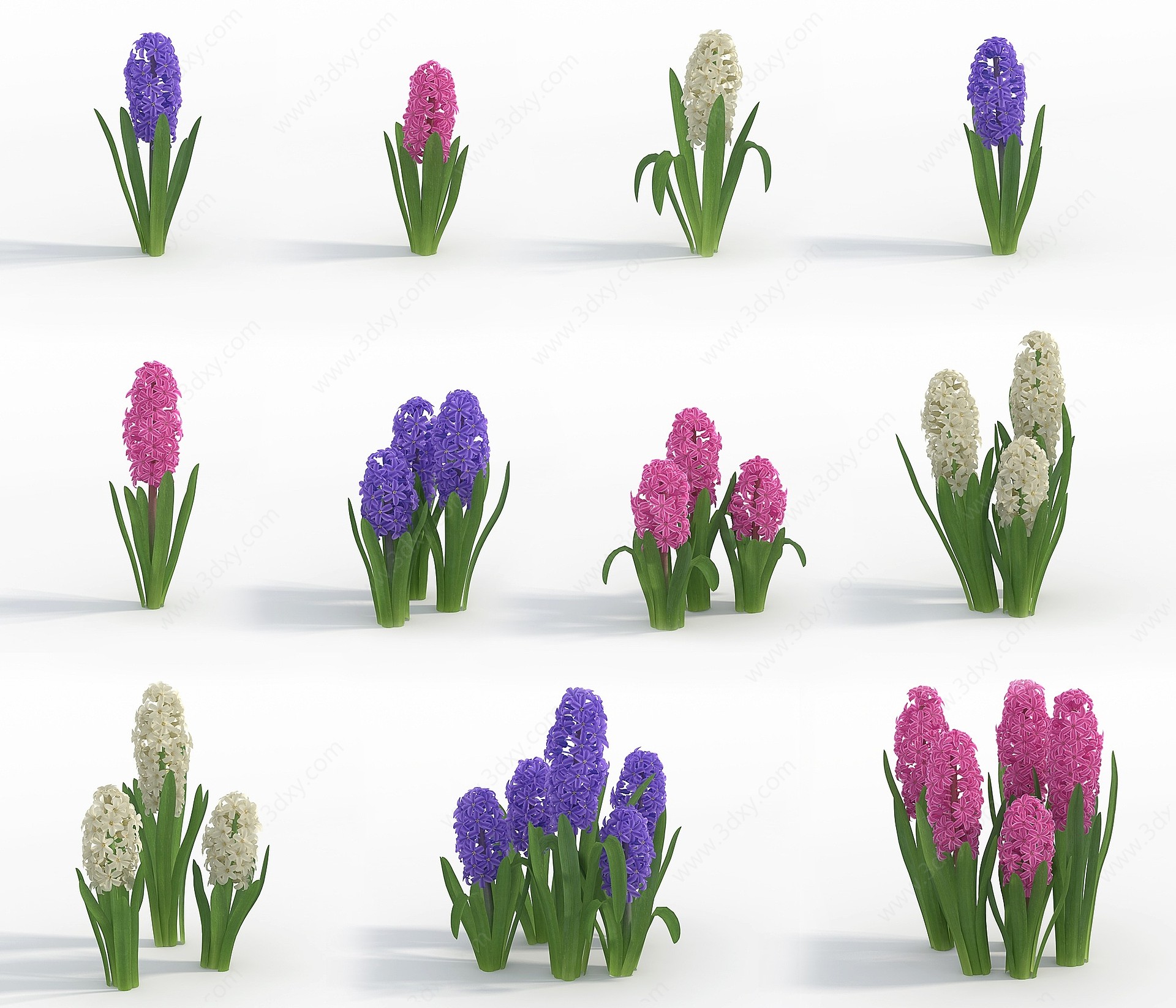 植物花草风信子3D模型