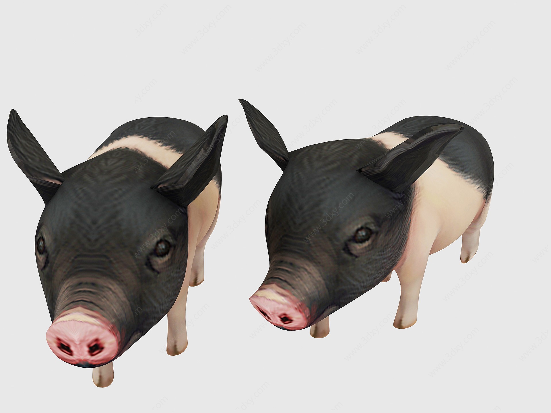 小猪3D模型