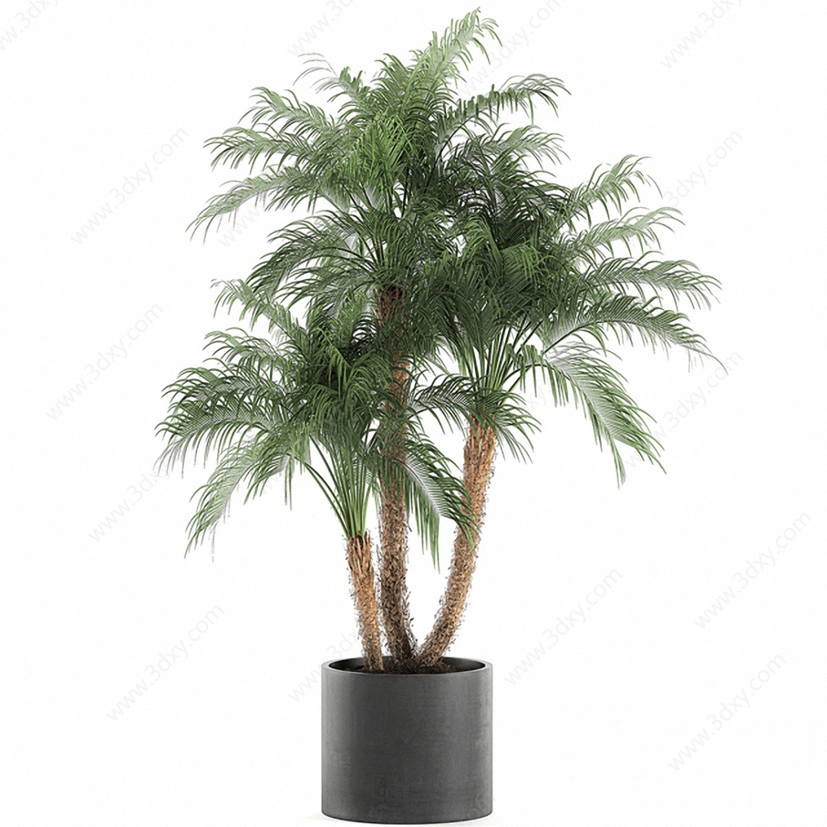 现代植物盆栽棕榈树3D模型