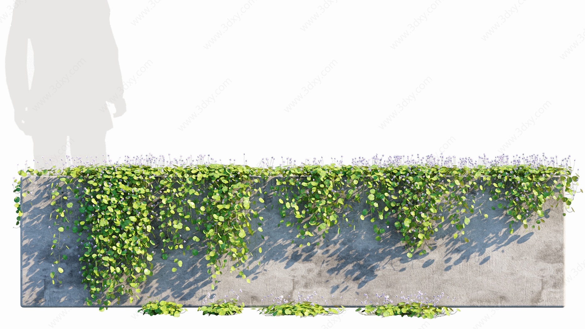 现代绿植縢蔓植物墙肾叶堇3D模型