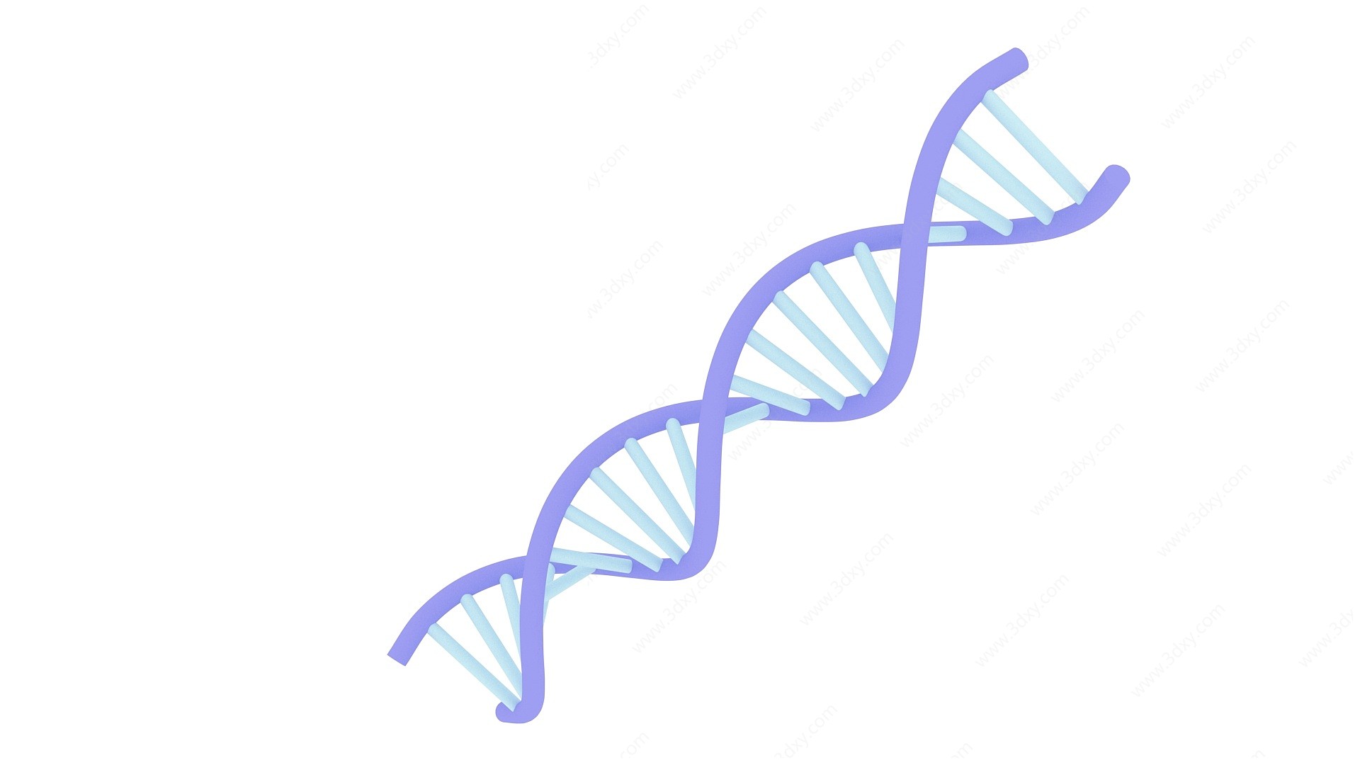 DNA分子结构3D模型