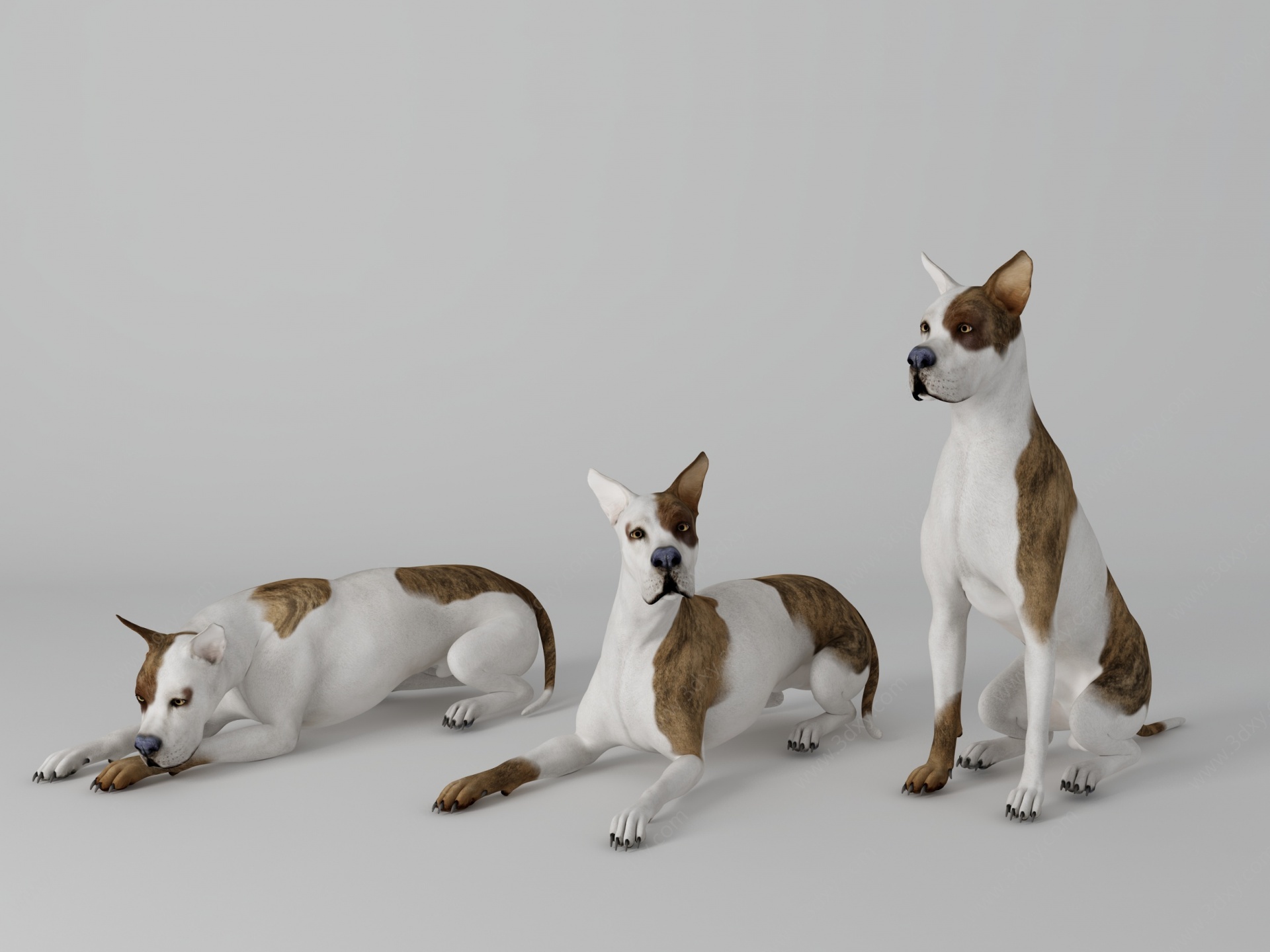 宠物狗3D模型