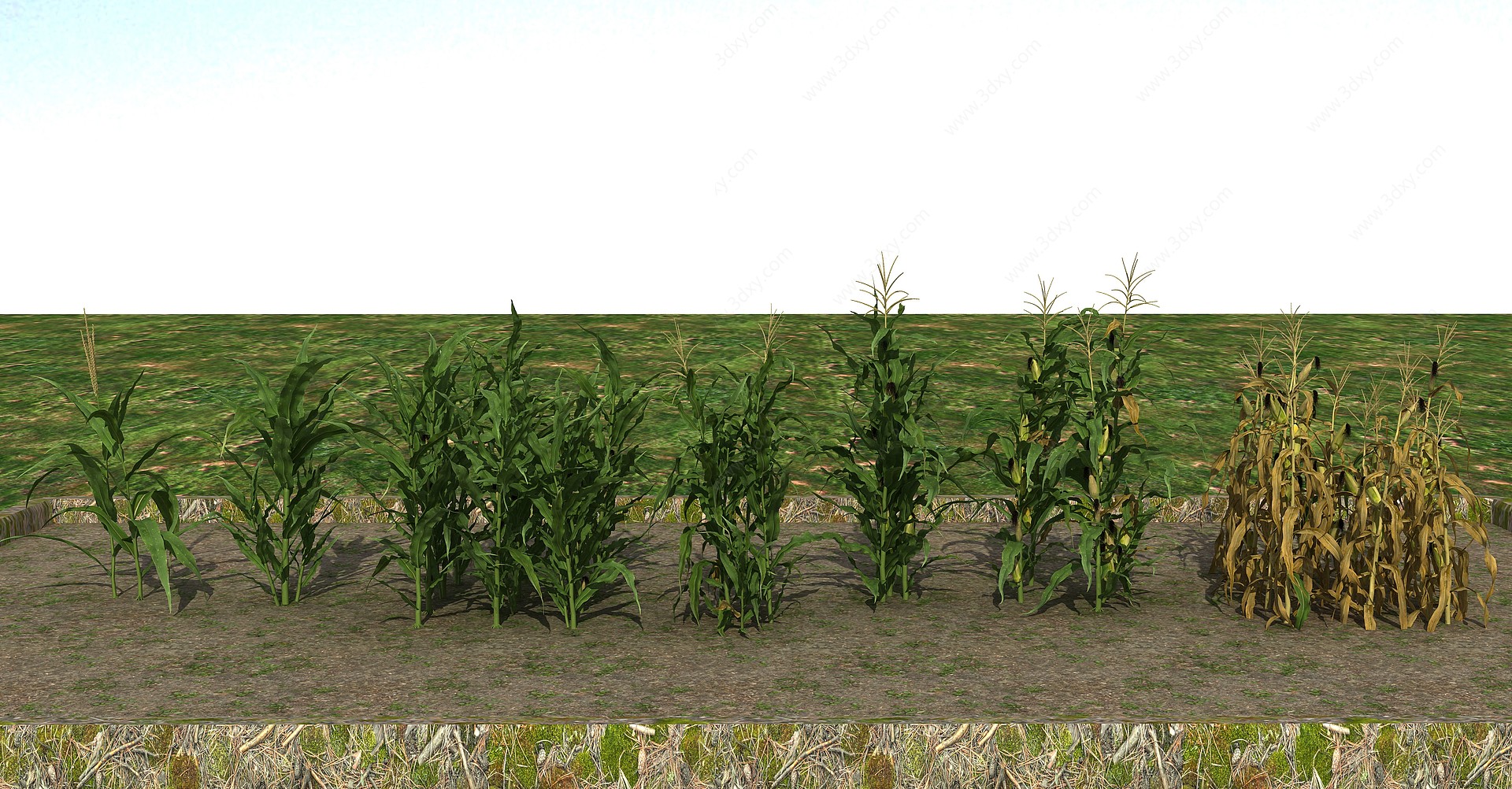 玉米苞谷3D模型