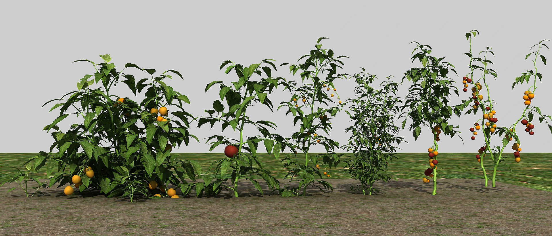 农业作物西红柿3D模型