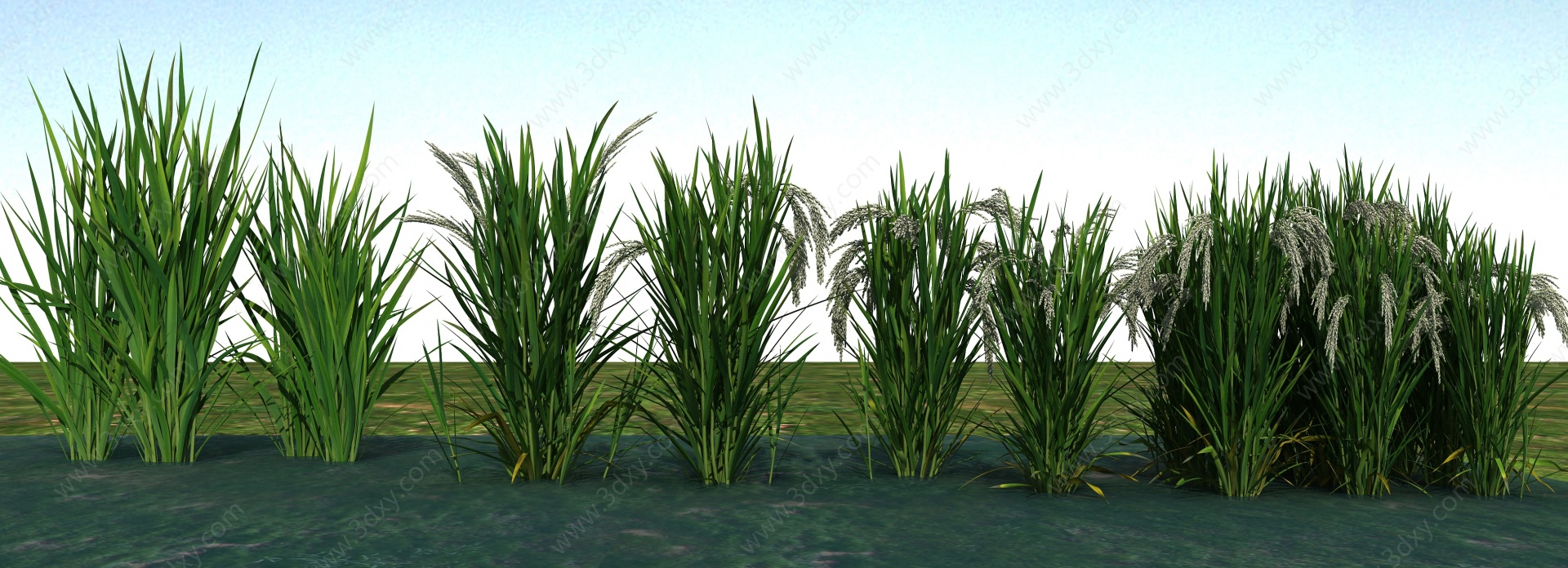 农业作物谷子水稻3D模型