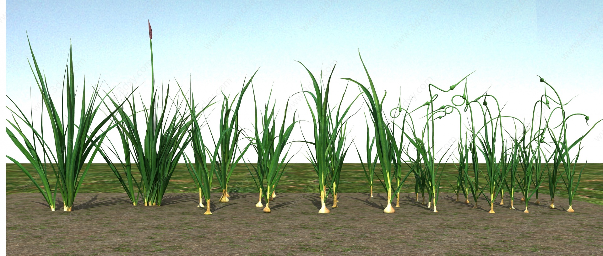 大蒜植物3D模型