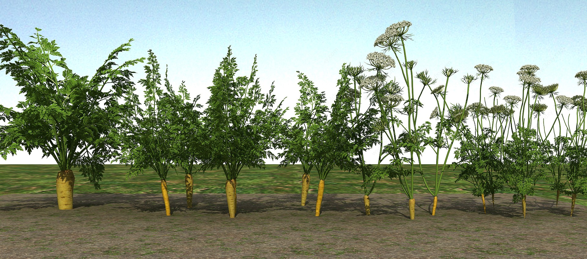胡萝卜植物3D模型