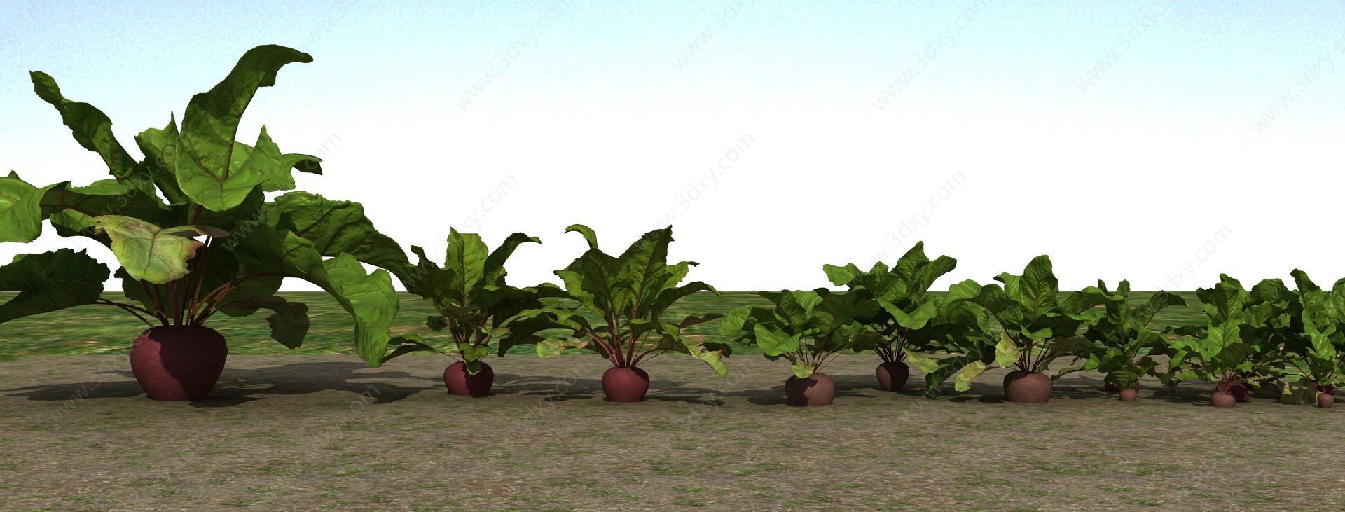 红萝卜植物3D模型