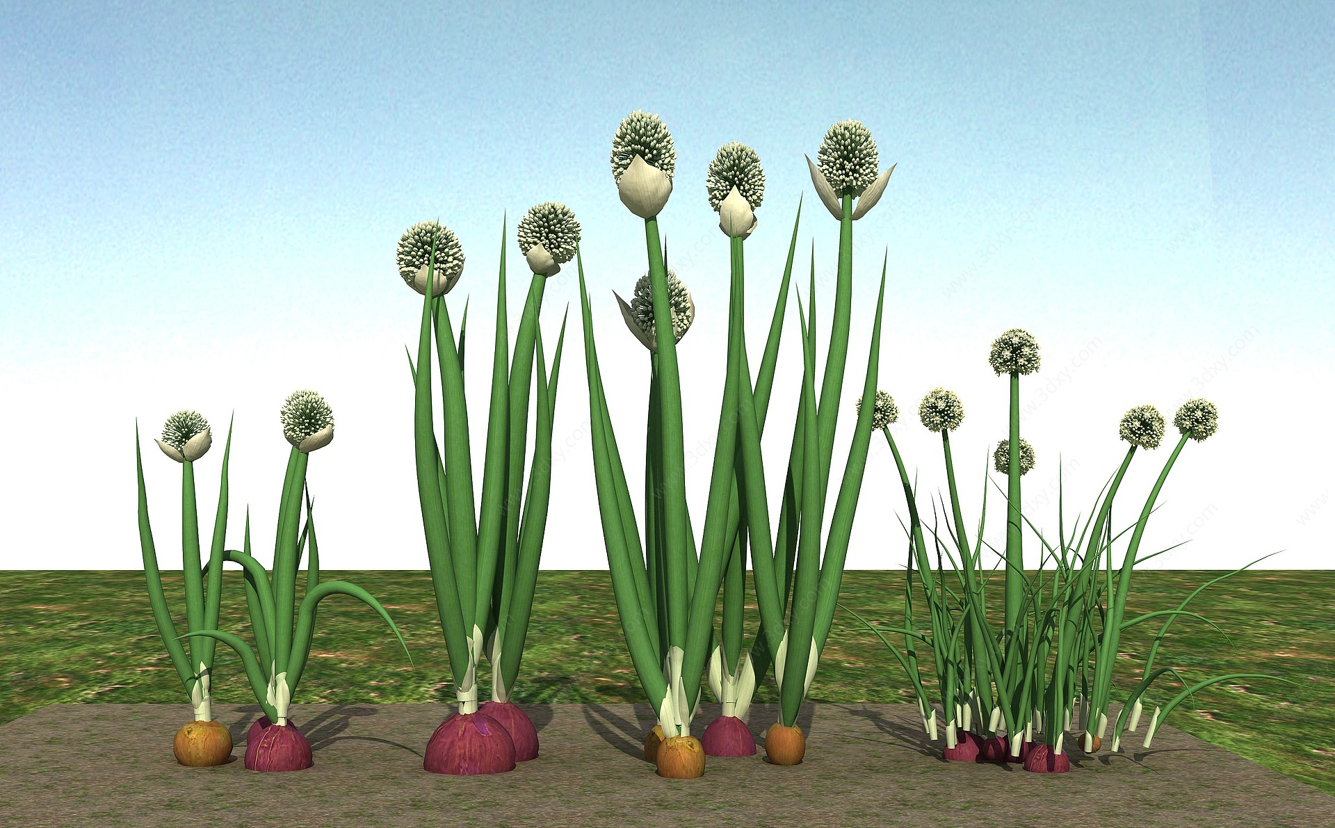 大葱植物3D模型