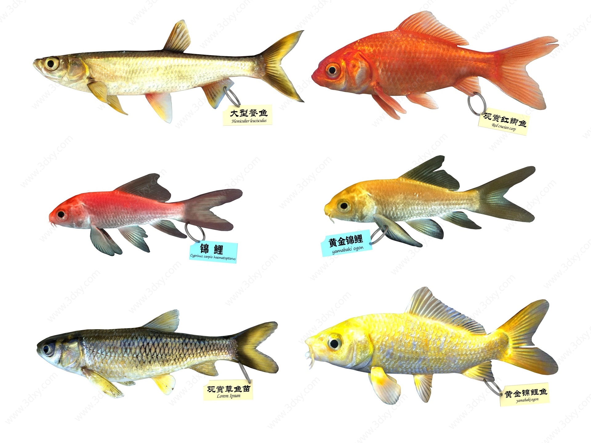 现代草金鱼3D模型