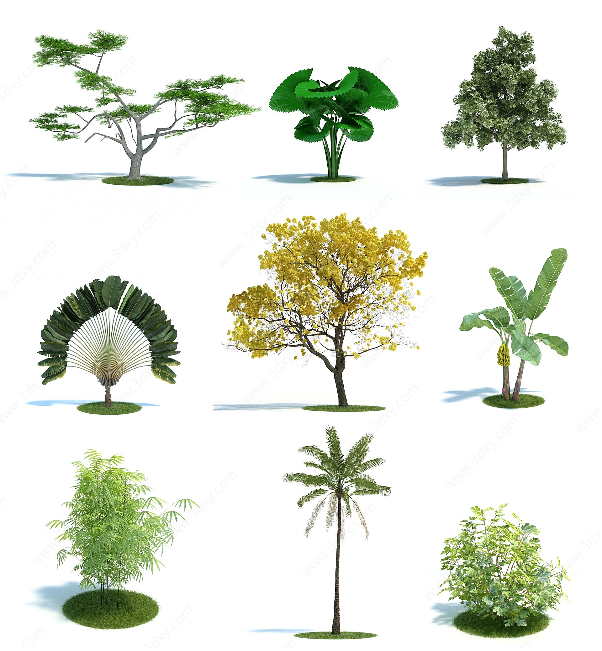 现代园林植物树3D模型