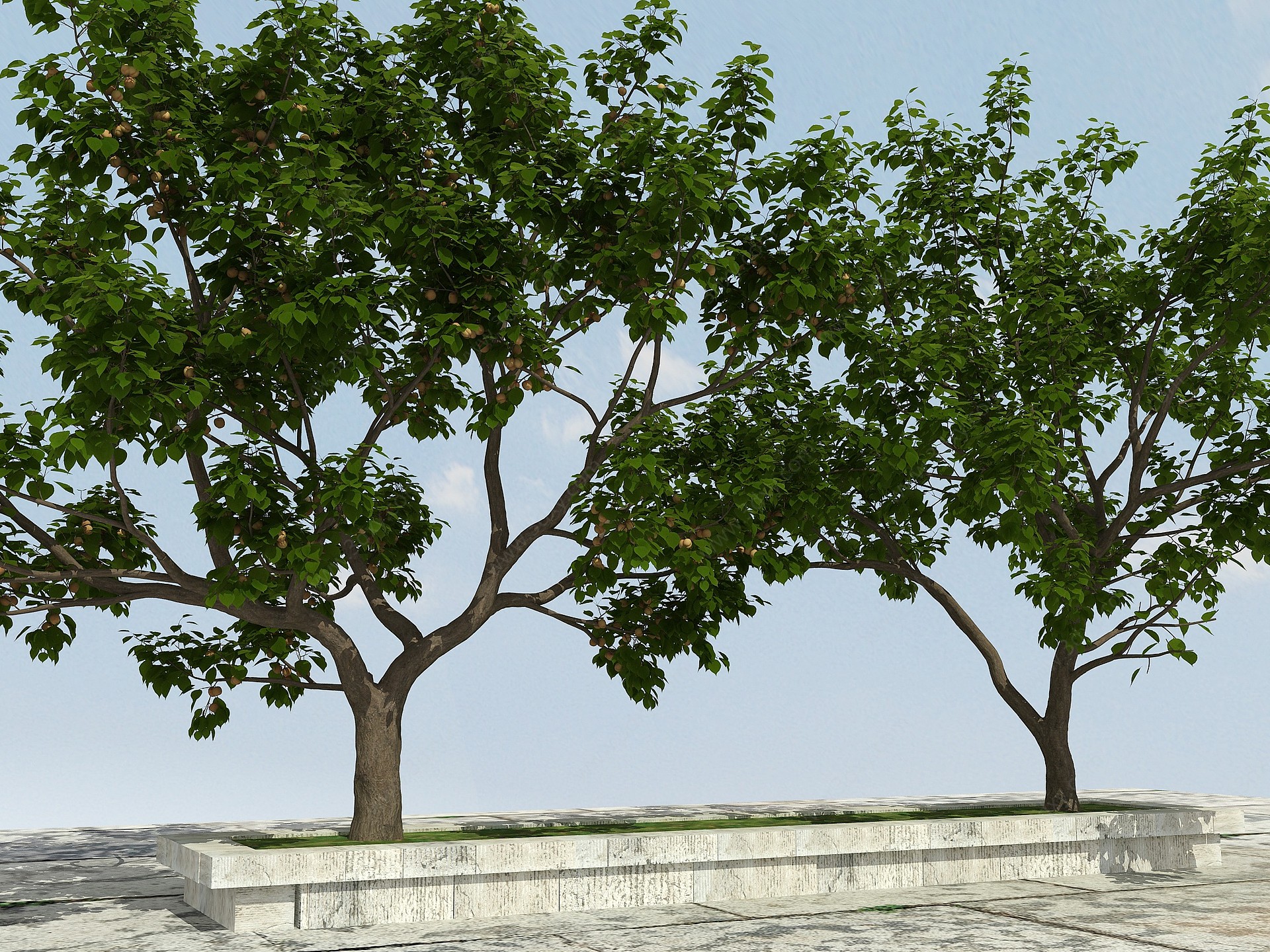 杏子树3D模型