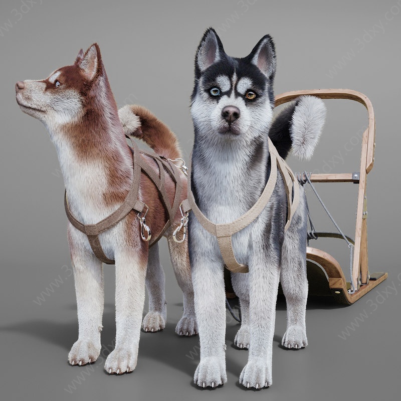 现代动物雪橇狗狗拉雪橇3D模型