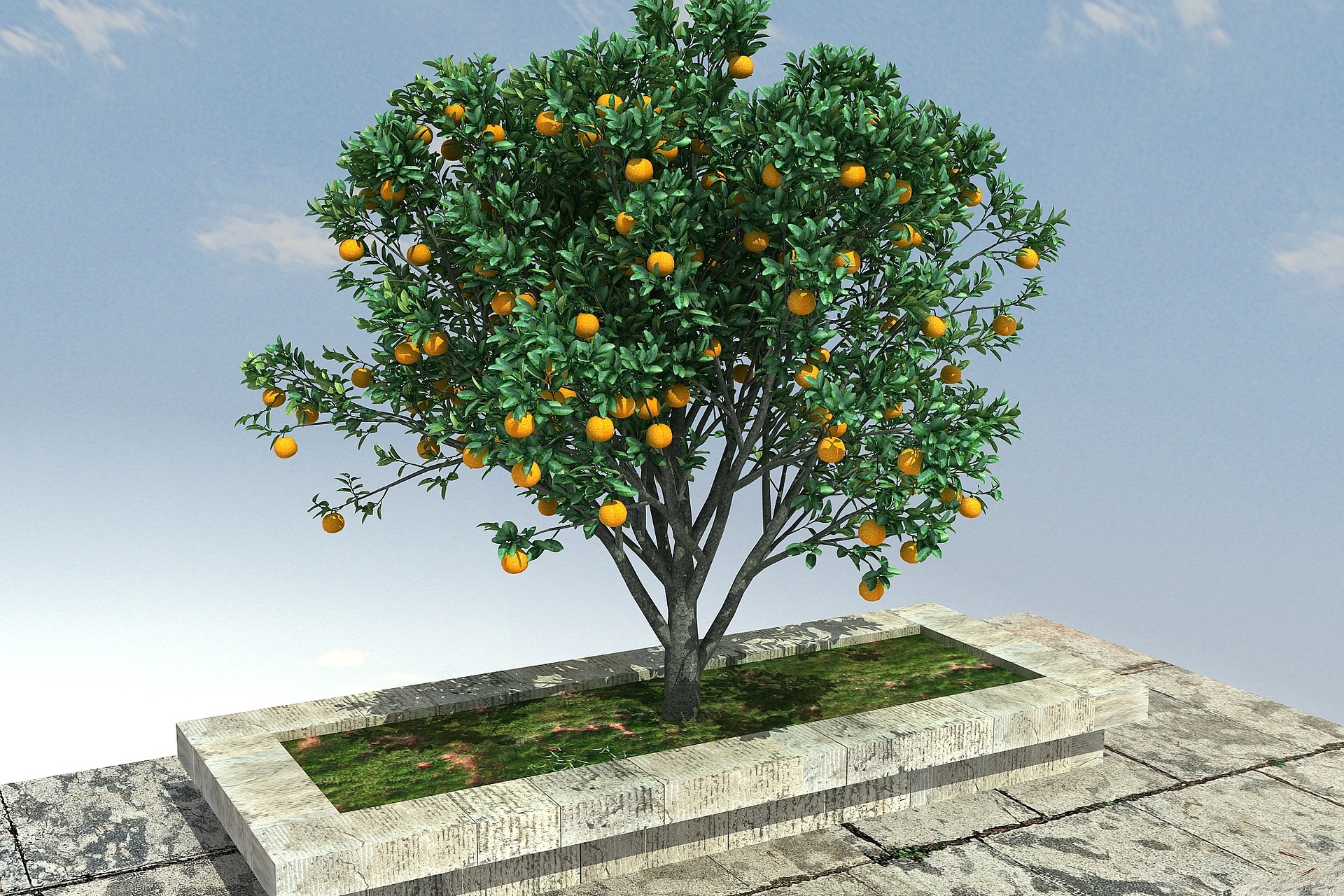 植物橙3D模型