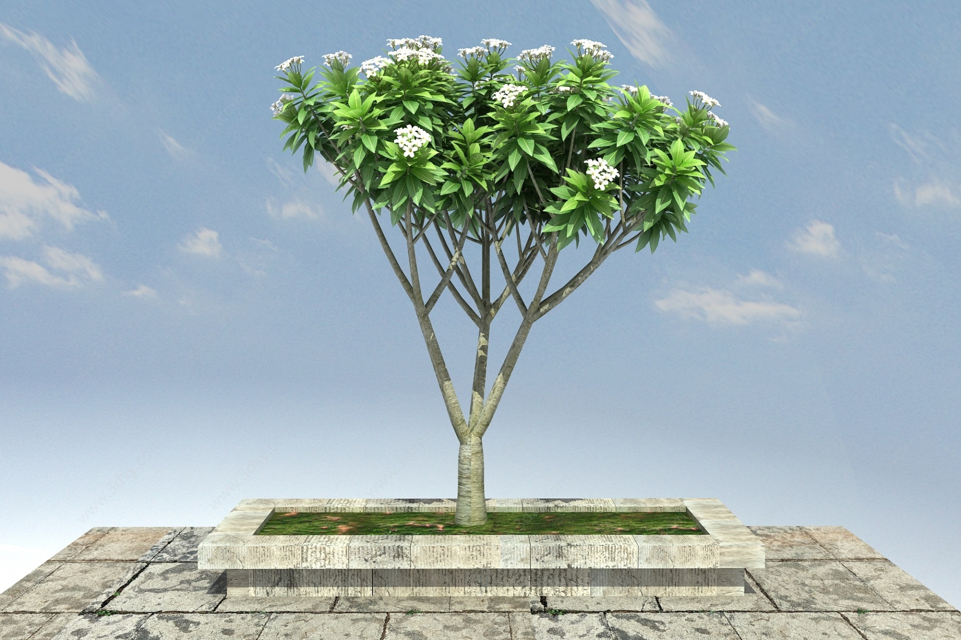 鸡蛋花景观植物3D模型