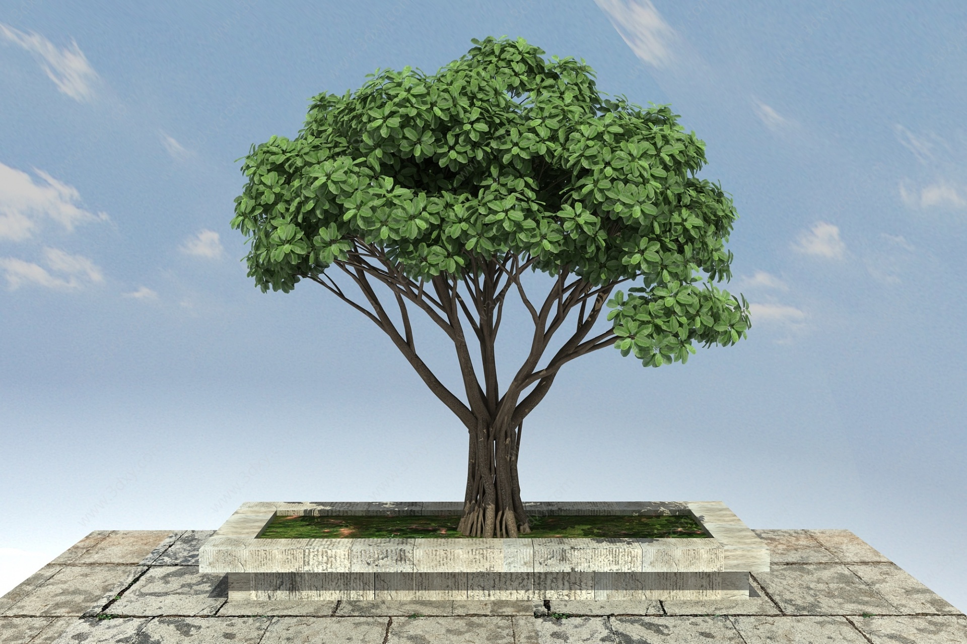 虎克榕景观植物3D模型