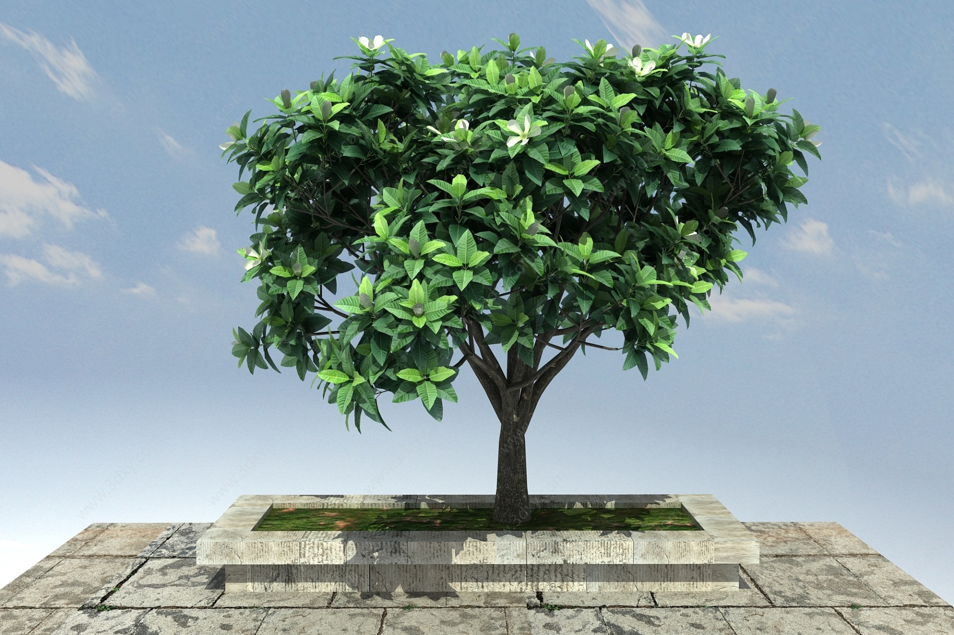 山玉兰景观植物3D模型