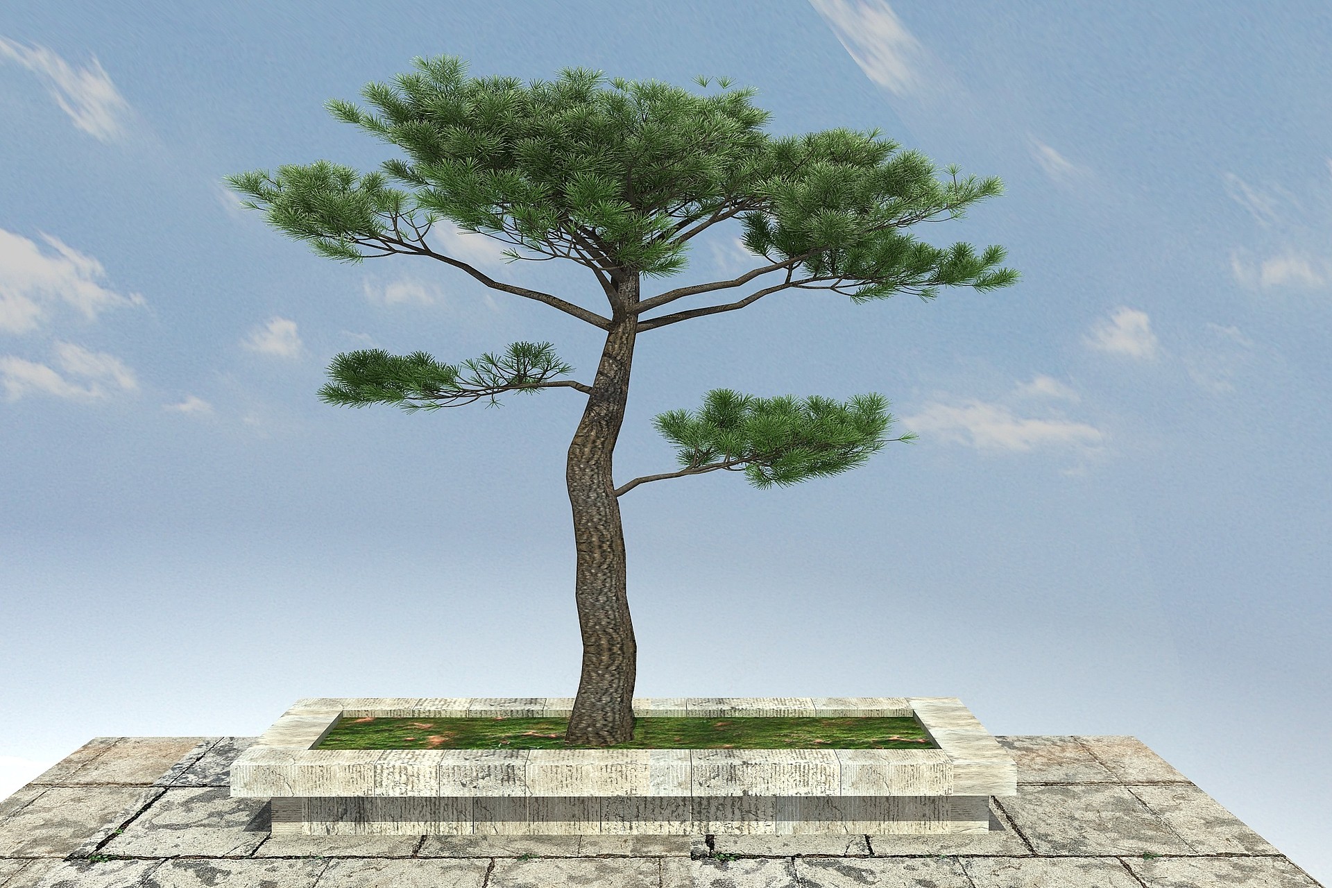 云南松景观植物3D模型