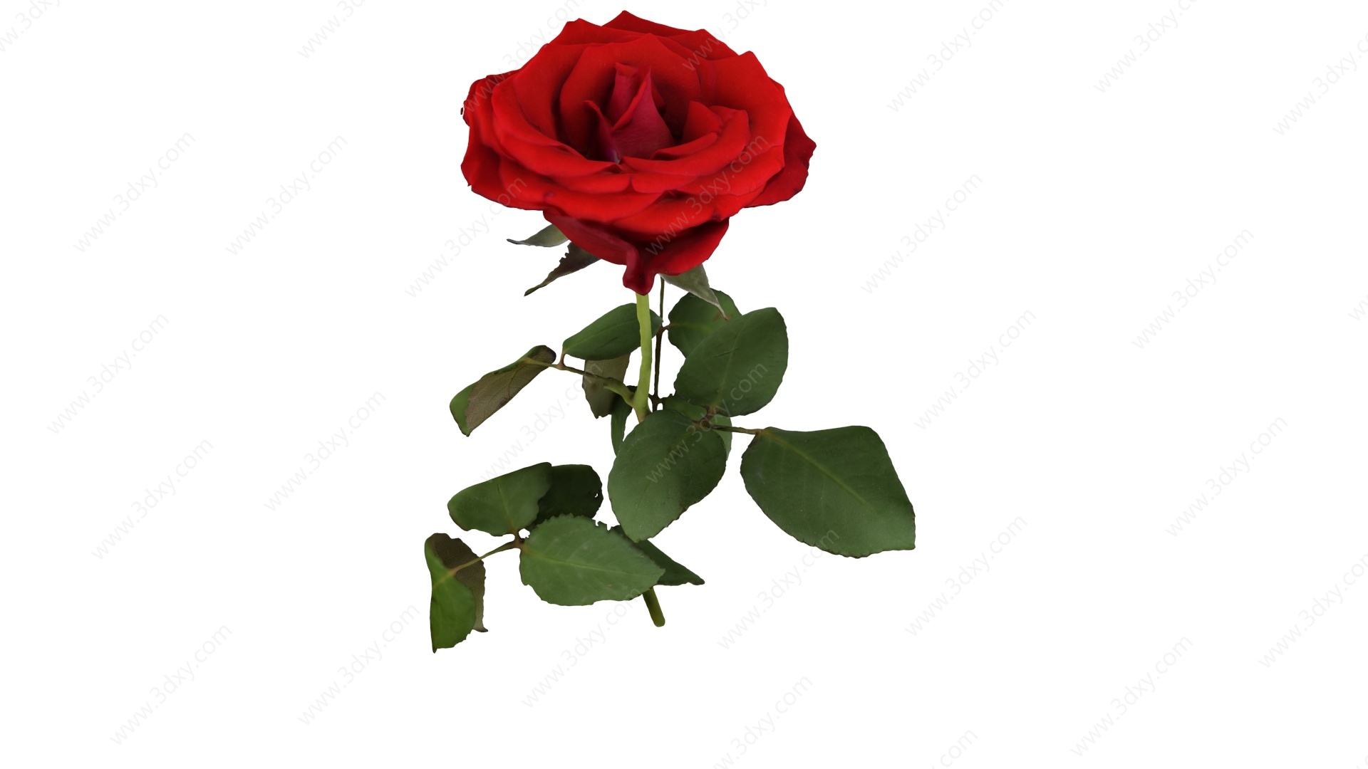 红玫瑰花3D模型