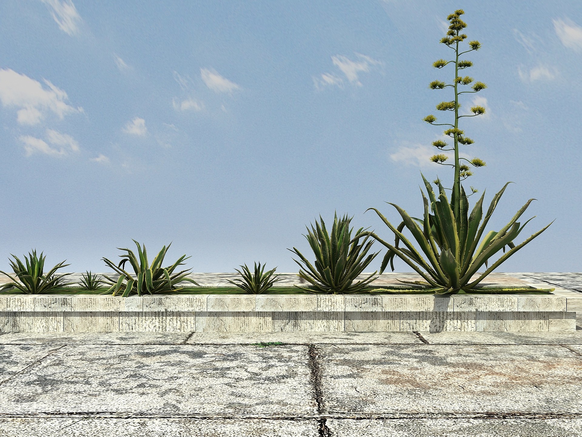 热带植物丝兰3D模型