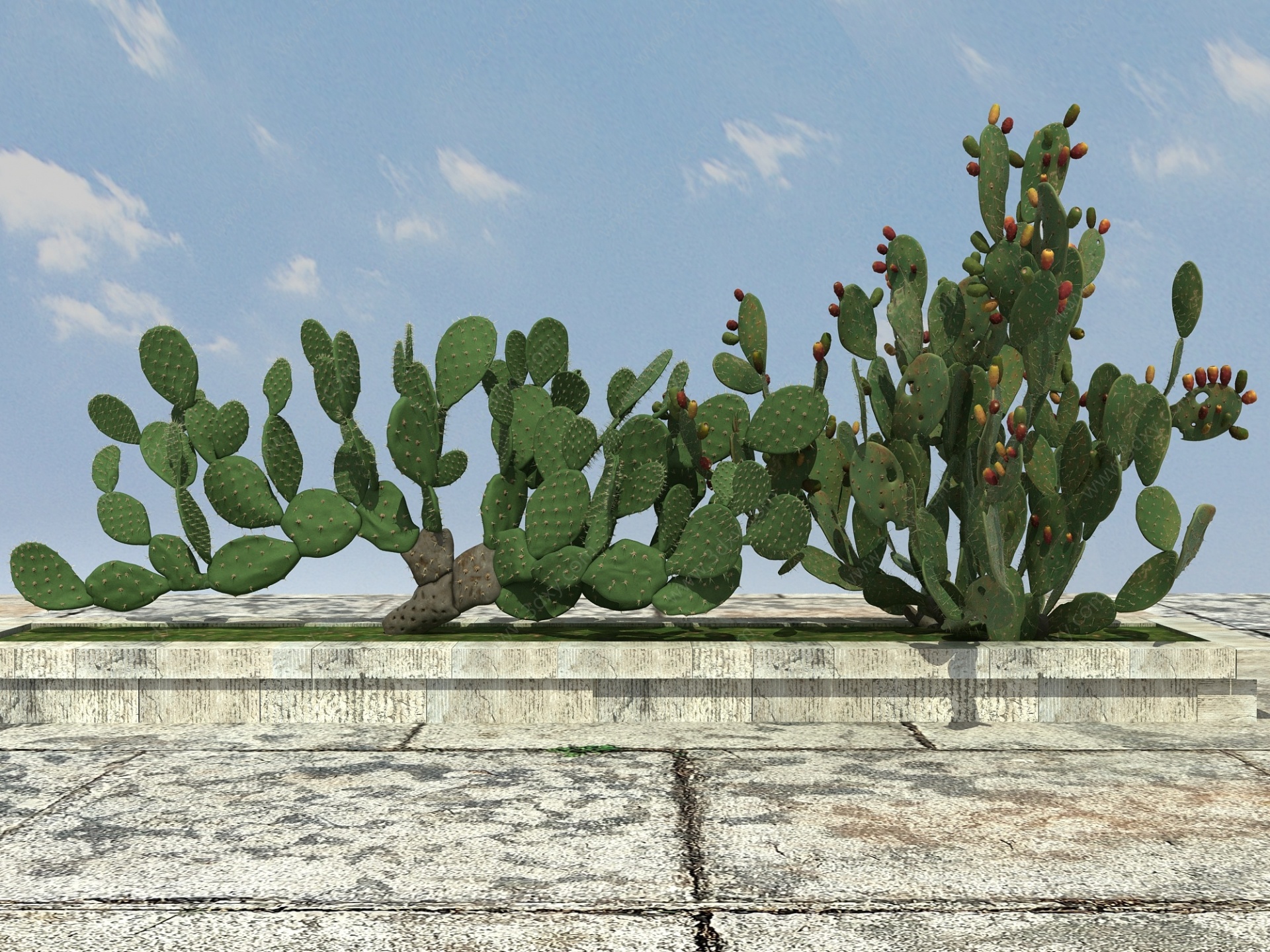 热带植物仙人掌3D模型