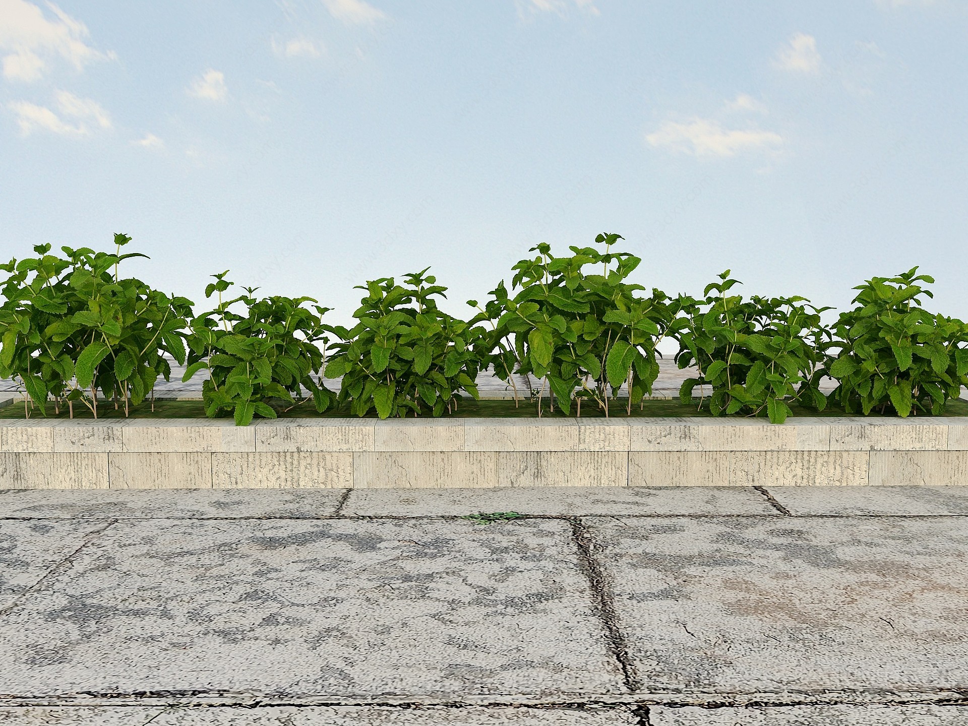 疏菜类植物3D模型