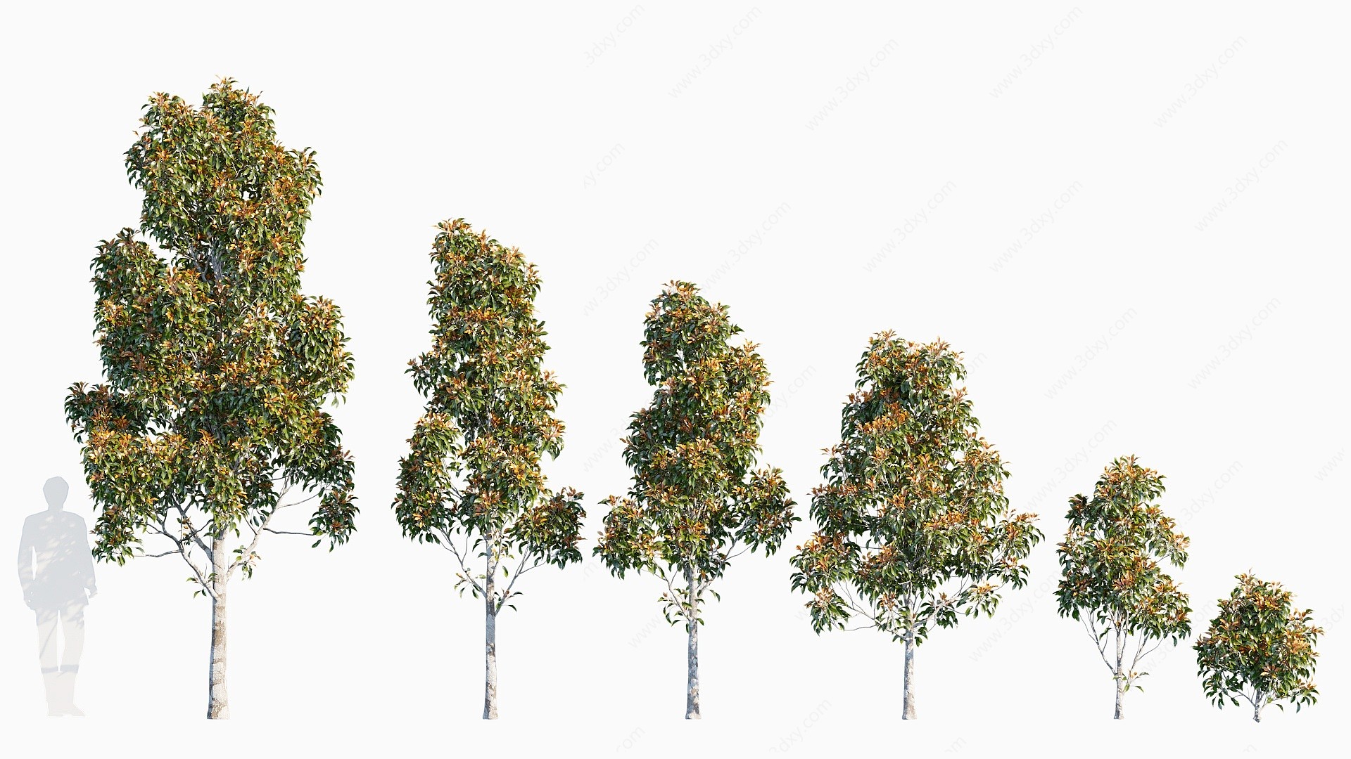 现代植物树木光叶石楠3D模型