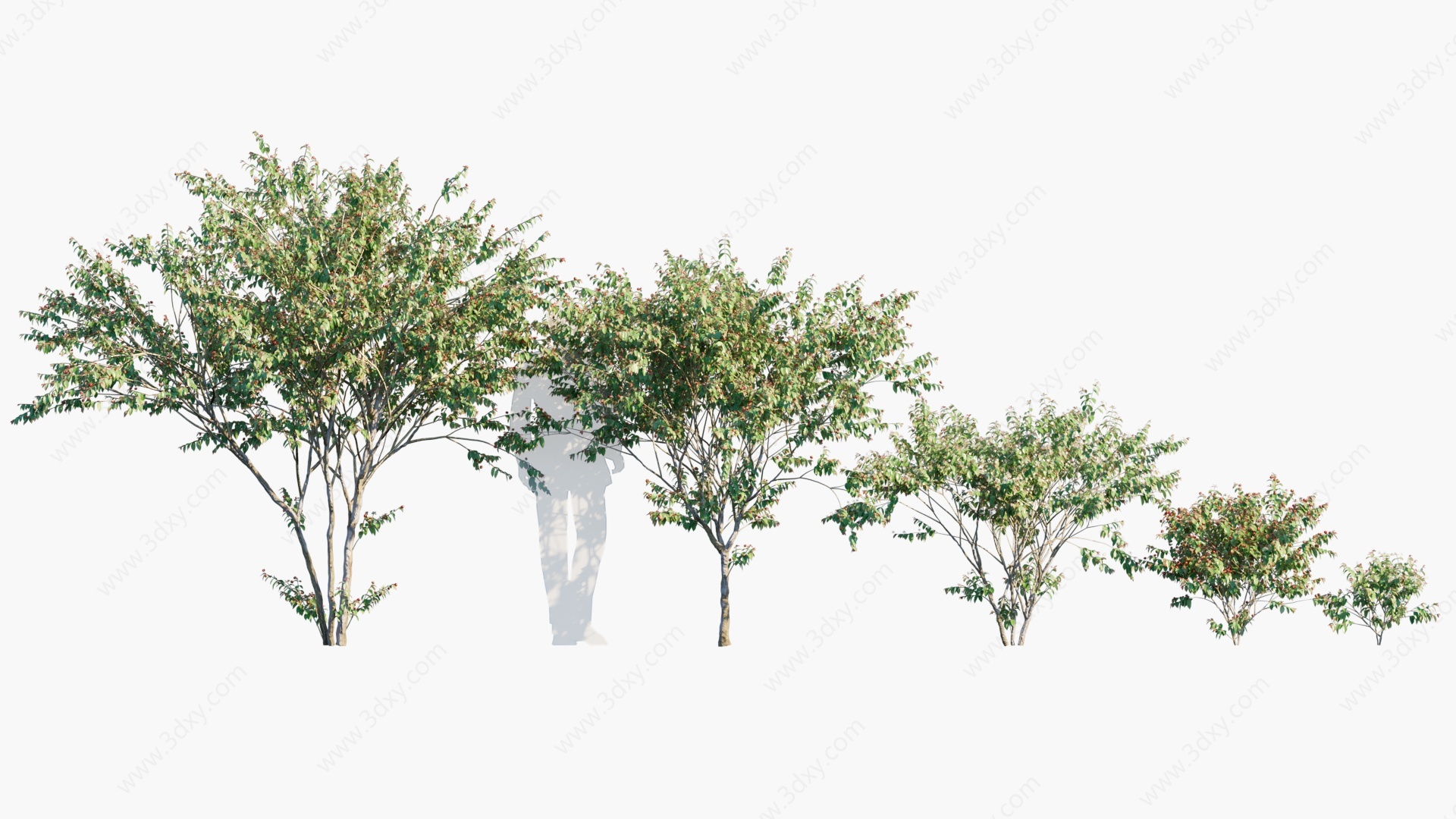 现代植物树木番樱桃红果仔3D模型