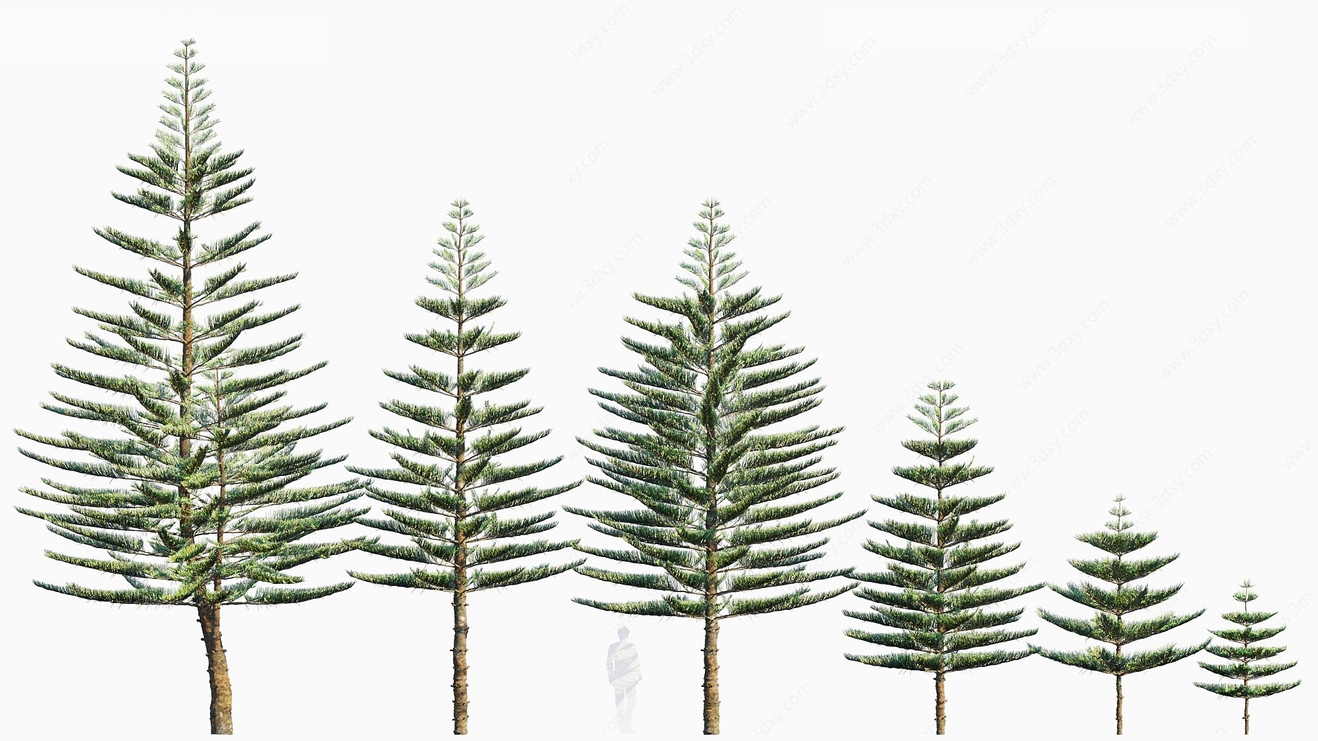 现物树木异叶南洋杉3D模型