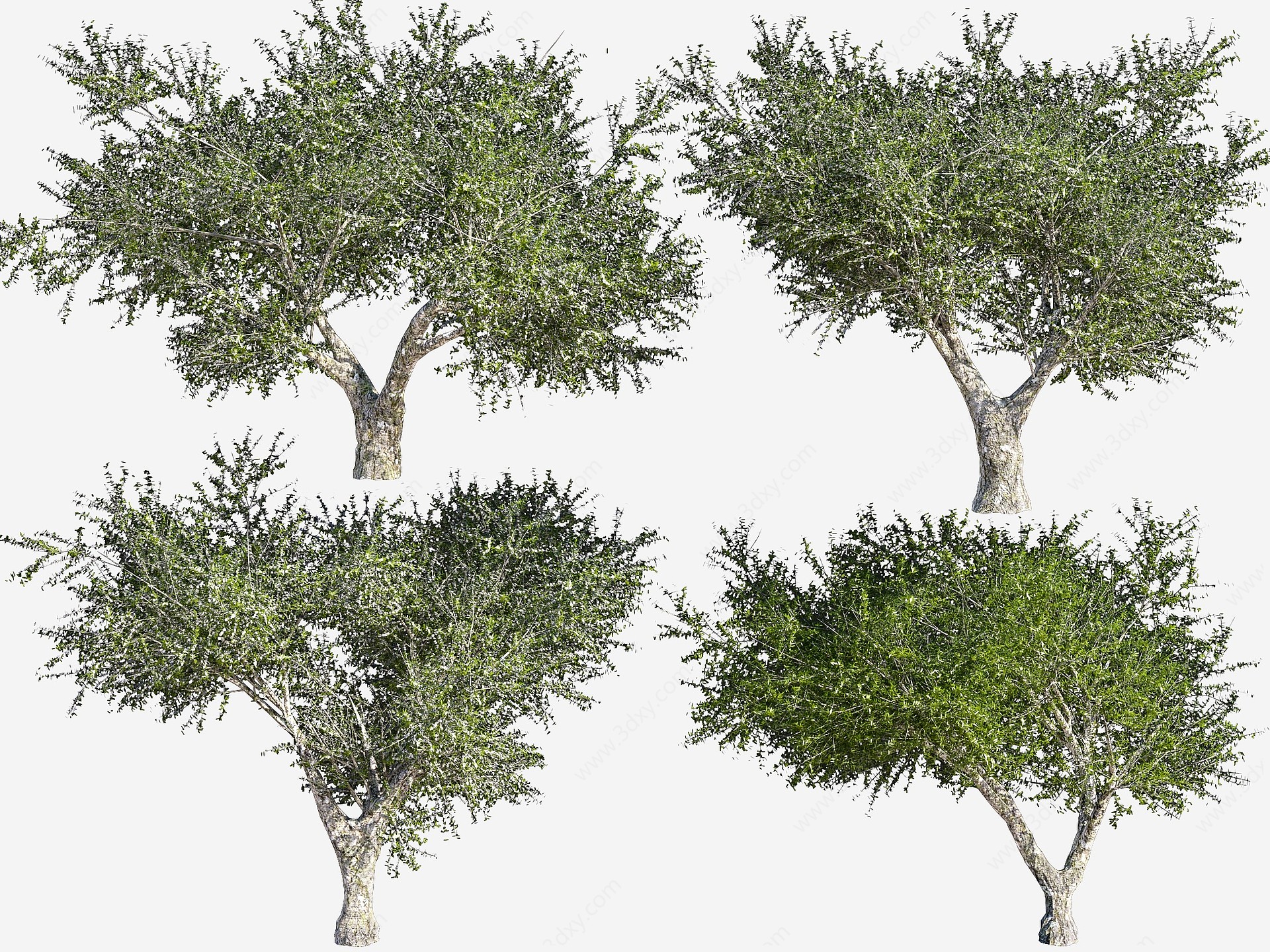 现代橄榄树3D模型