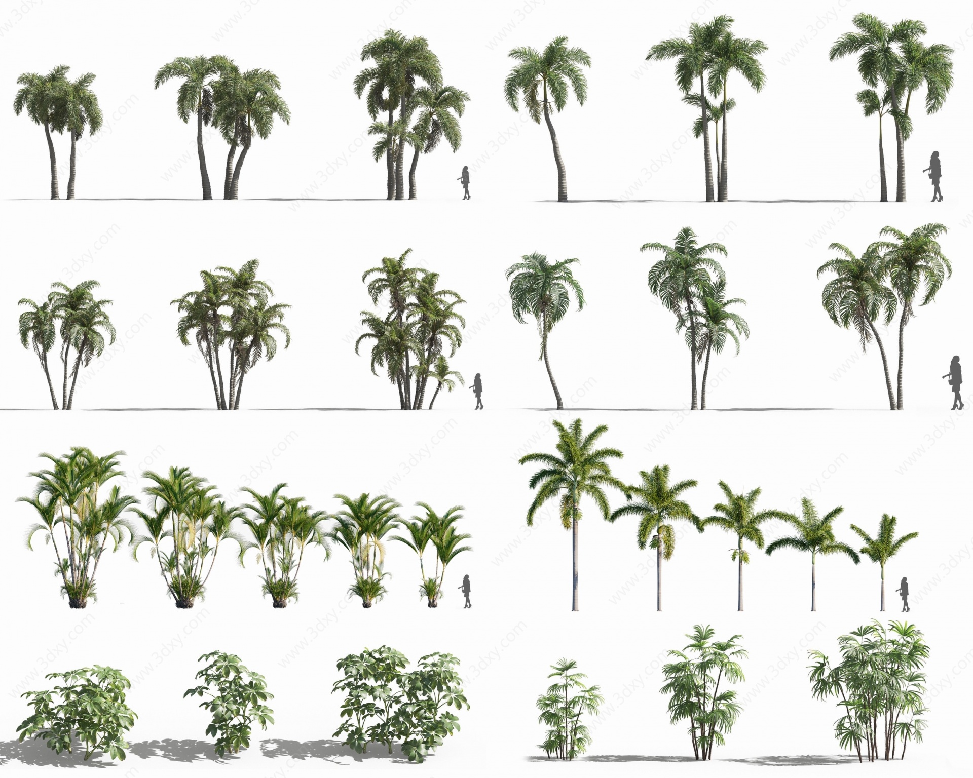 现代热带植物树木3D模型